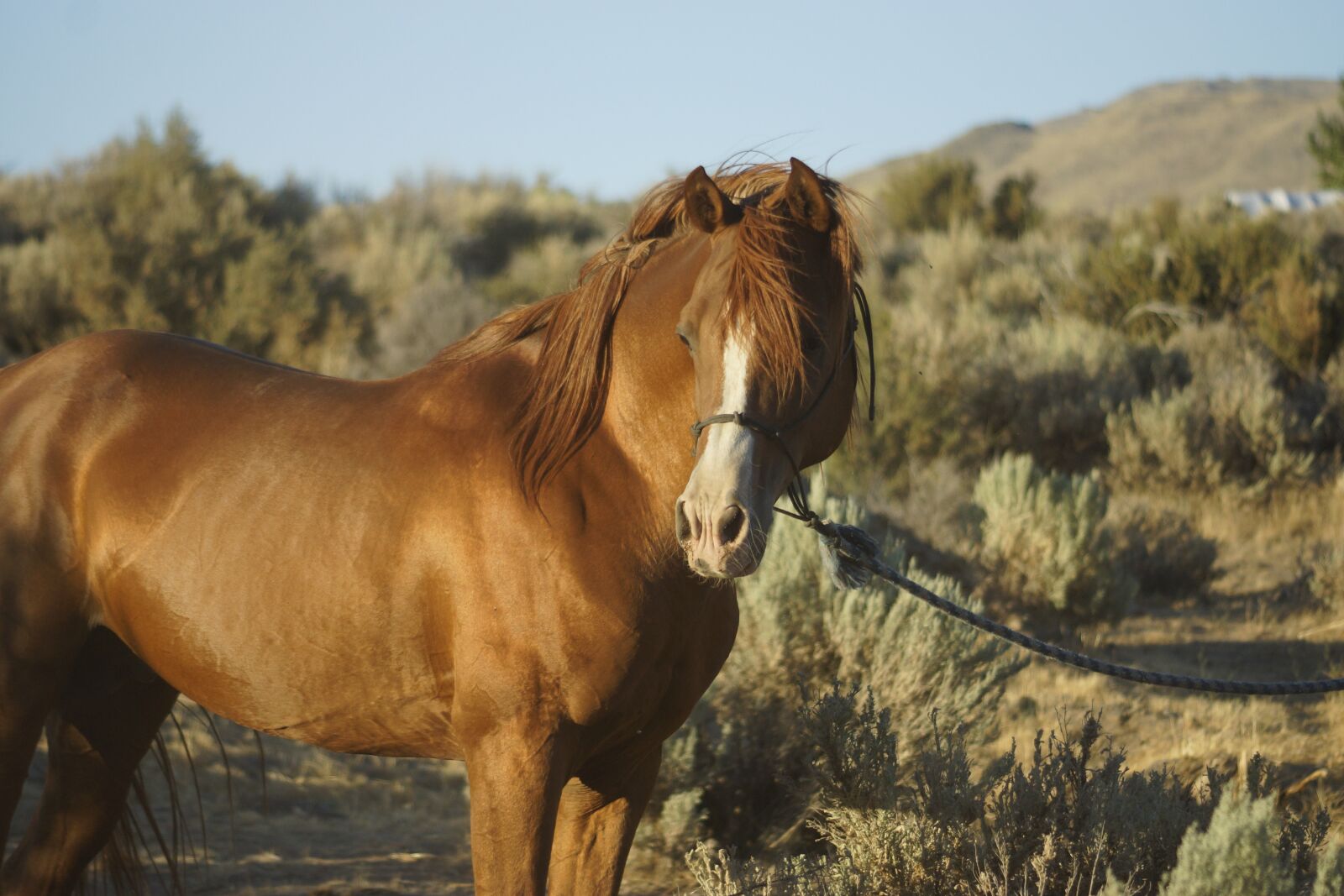 Sony SLT-A77 sample photo. Horse, stallion, chestnut photography