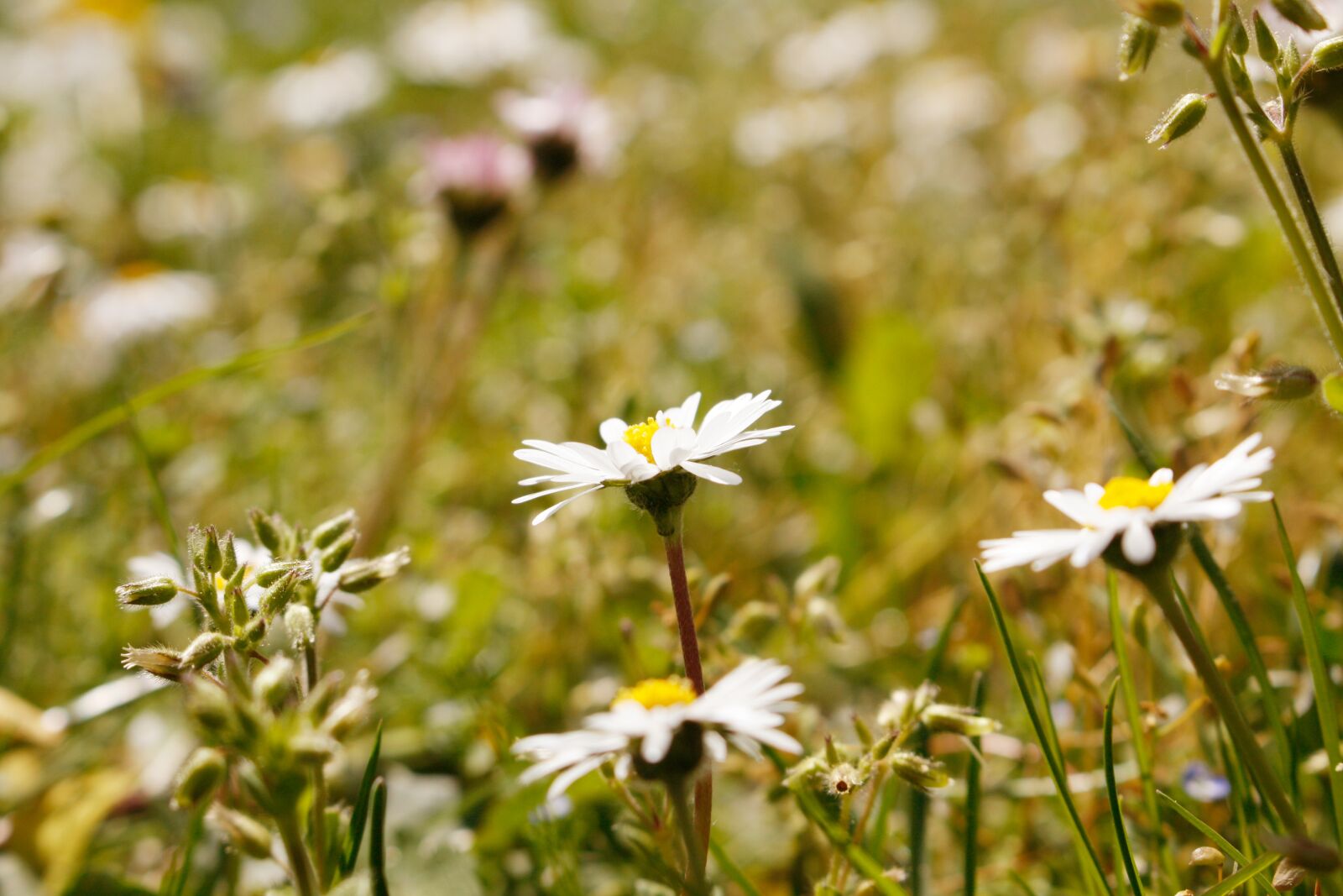 Canon EOS 450D (EOS Rebel XSi / EOS Kiss X2) sample photo. Daisy, light, shining photography
