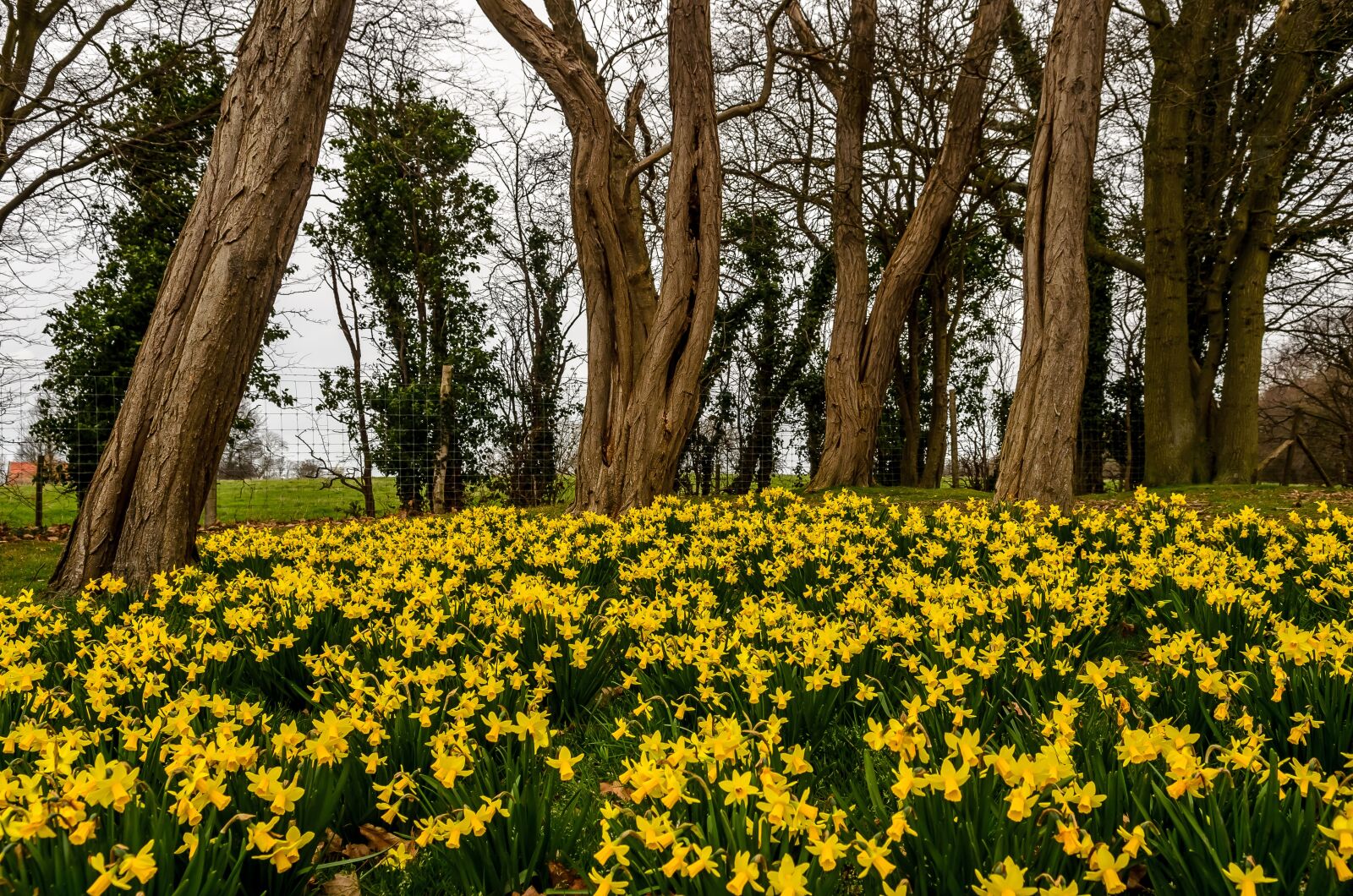 Nikon D7000 sample photo. Daffodil, spring, park photography