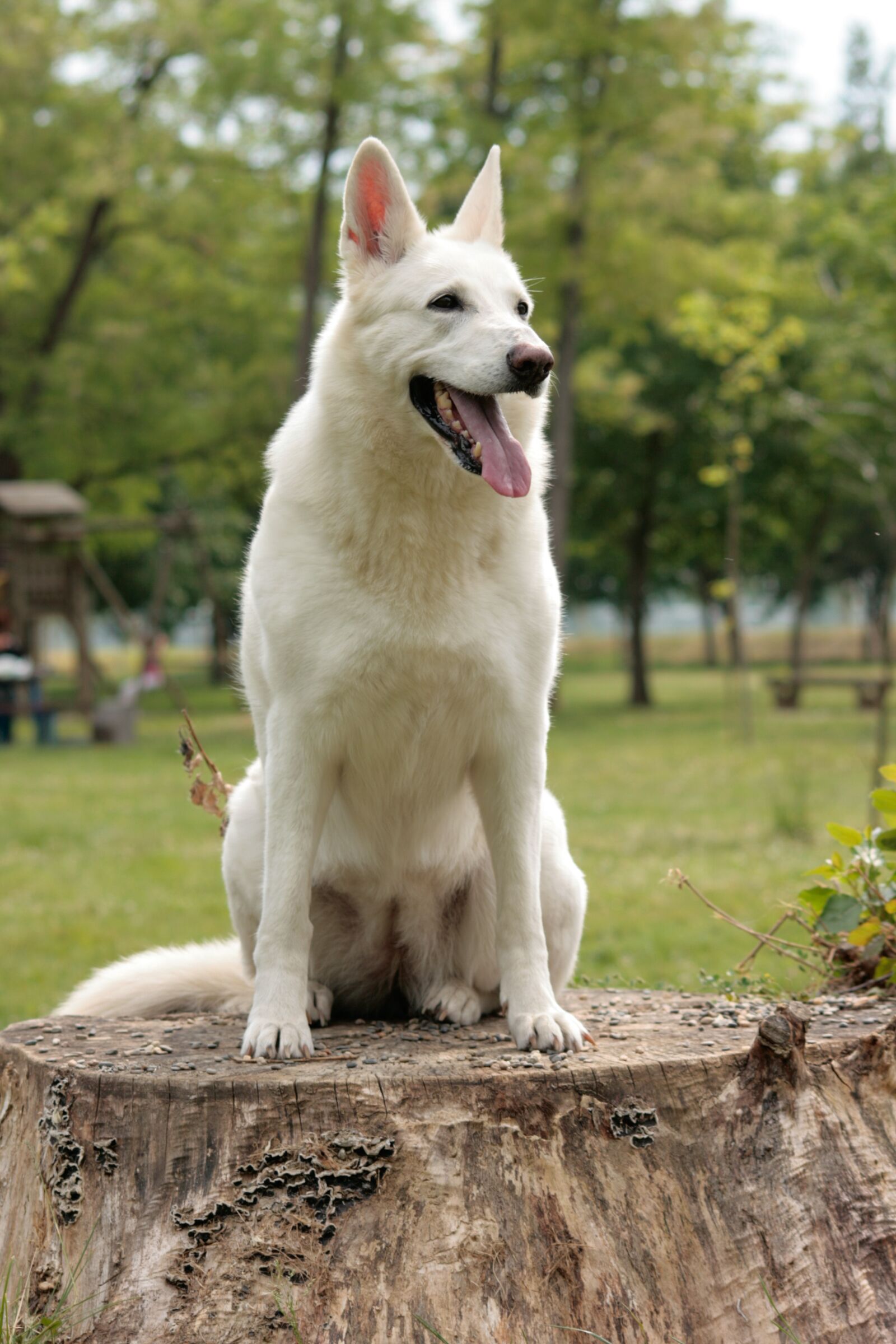 Canon EOS 400D (EOS Digital Rebel XTi / EOS Kiss Digital X) sample photo. Dog, white shepherd, swiss photography