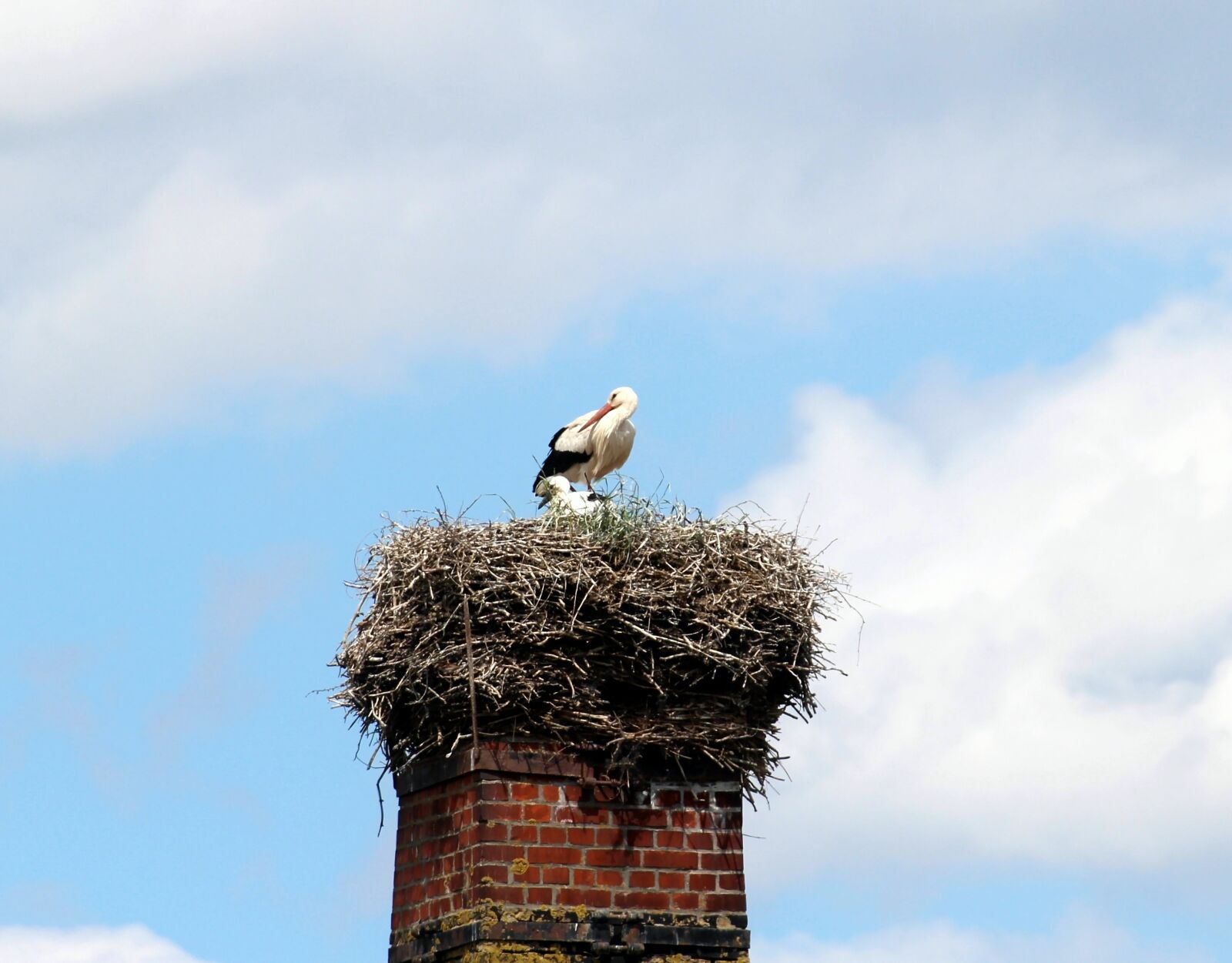 Canon EOS 600D (Rebel EOS T3i / EOS Kiss X5) sample photo. White storks, stork, white photography