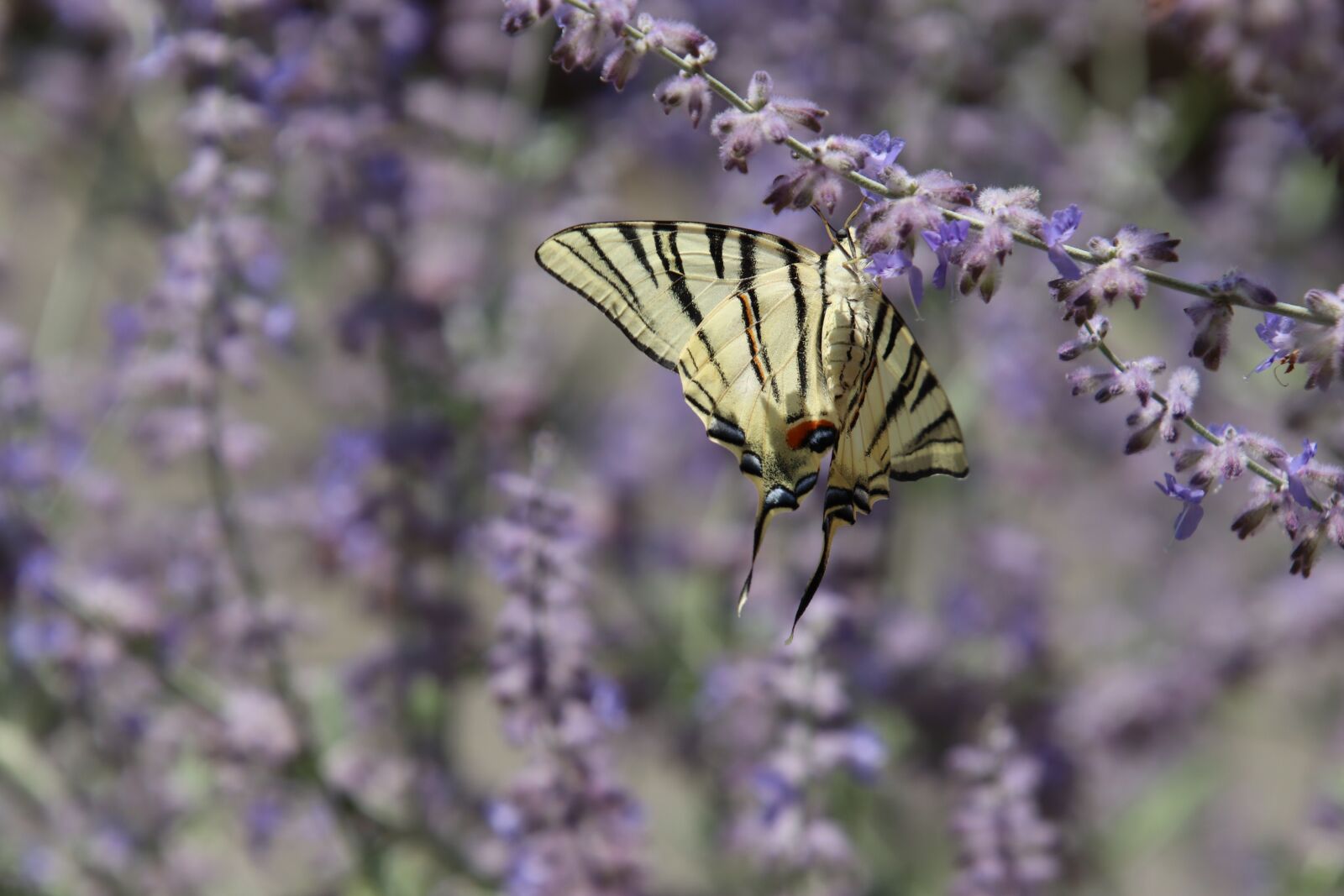 Canon EOS 800D (EOS Rebel T7i / EOS Kiss X9i) sample photo. Butterfly, insects, hooked photography