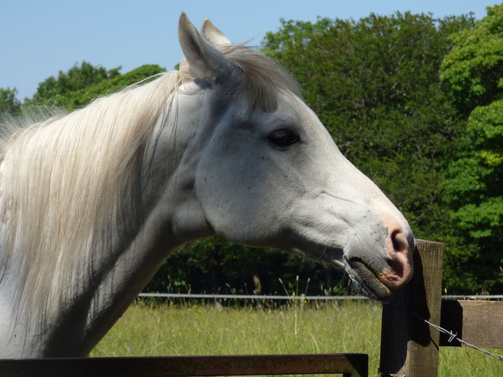Panasonic DMC-FZ72 sample photo. Horse, white horse, horse photography