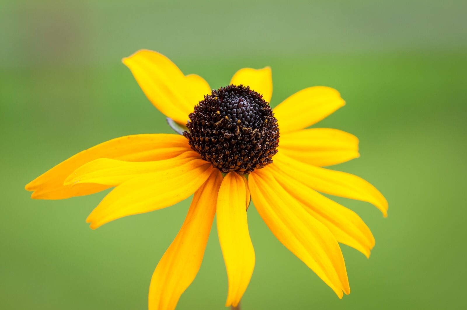 Nikon D90 sample photo. Flower, coneflower, yellow photography