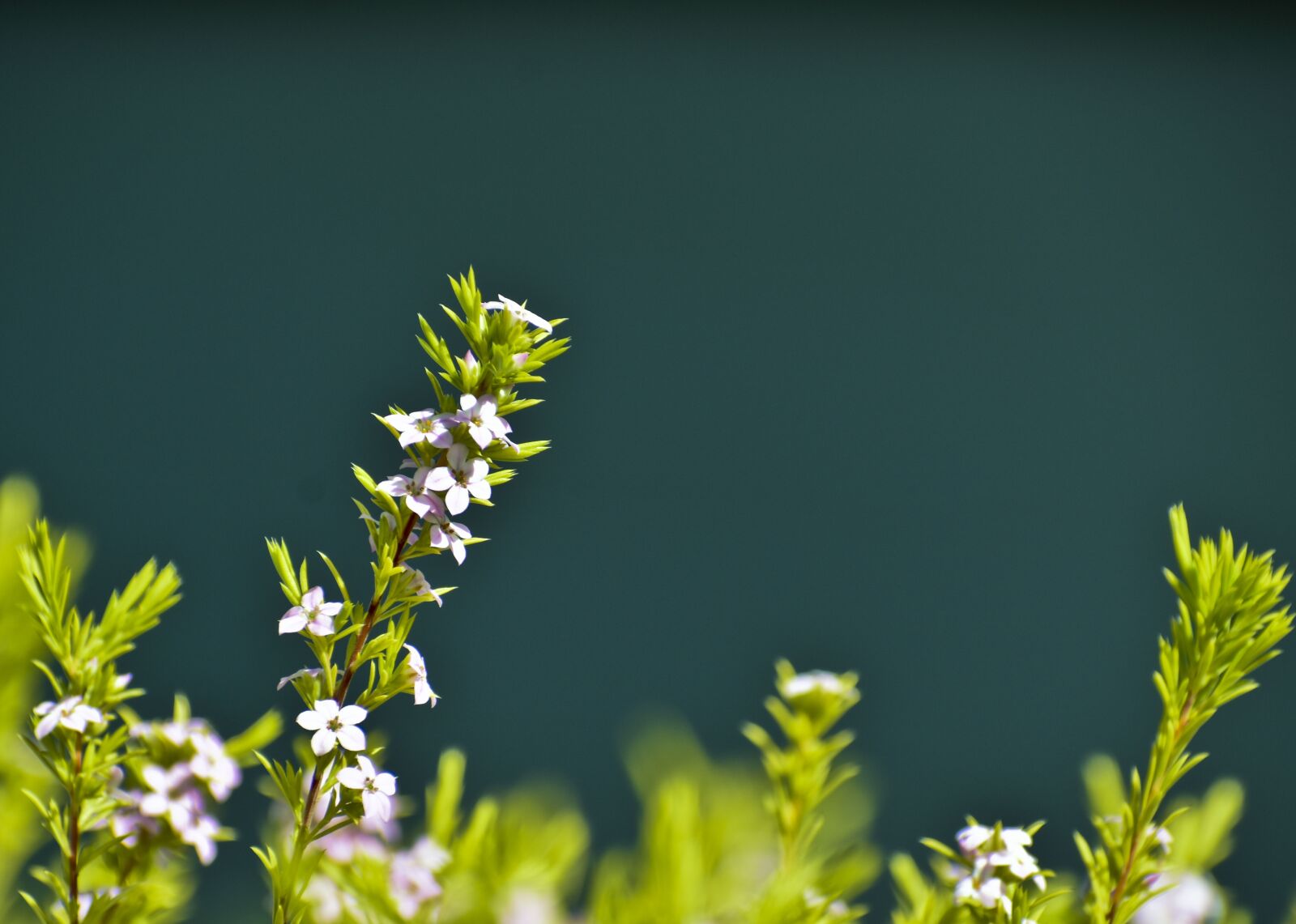 Nikon D3500 sample photo. Flowering plant, foliage, flower photography