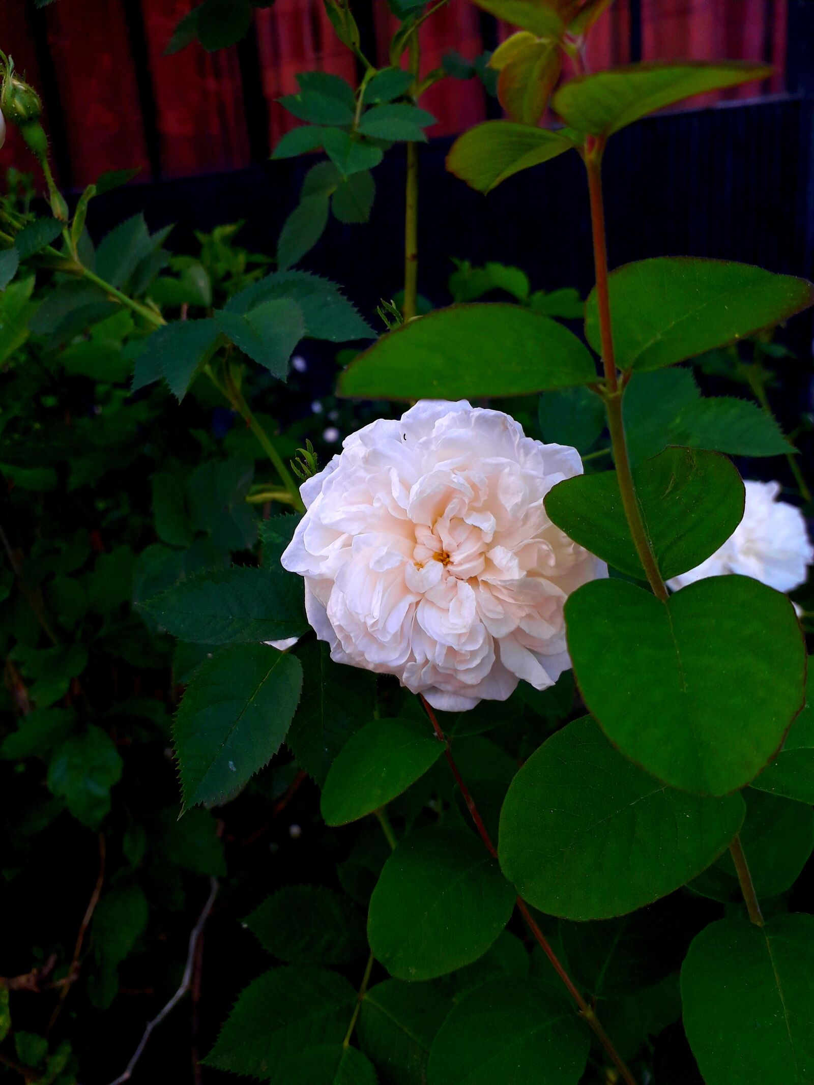 Samsung Galaxy J6 sample photo. Rose, nature, romantic photography