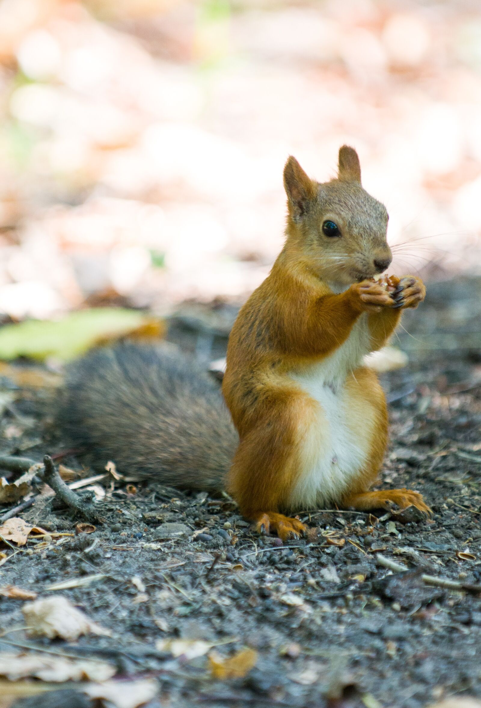 Nikon D3100 sample photo. Squirrel, eating, nibbles photography