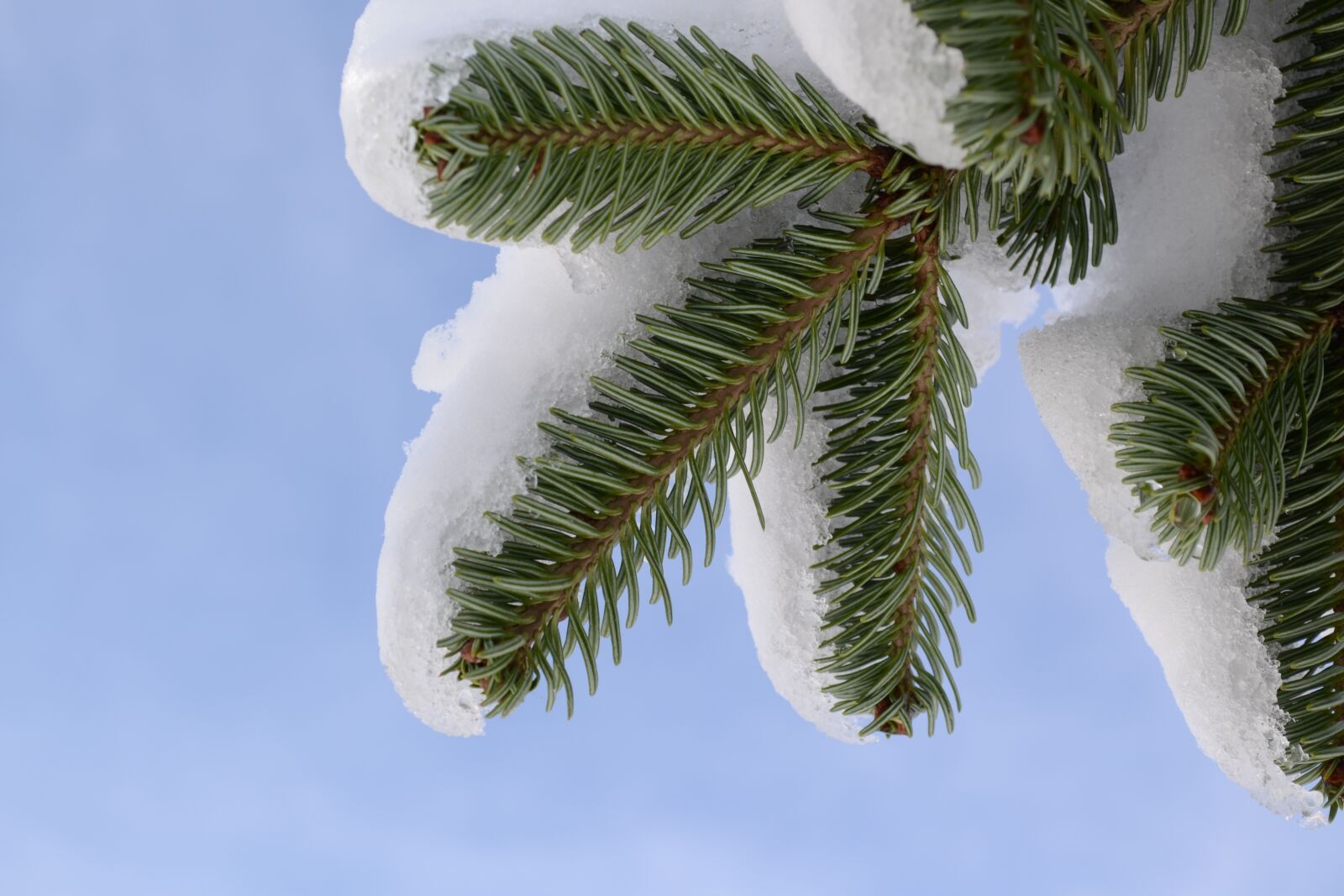 Nikon D3100 sample photo. Snow, tree, fir photography