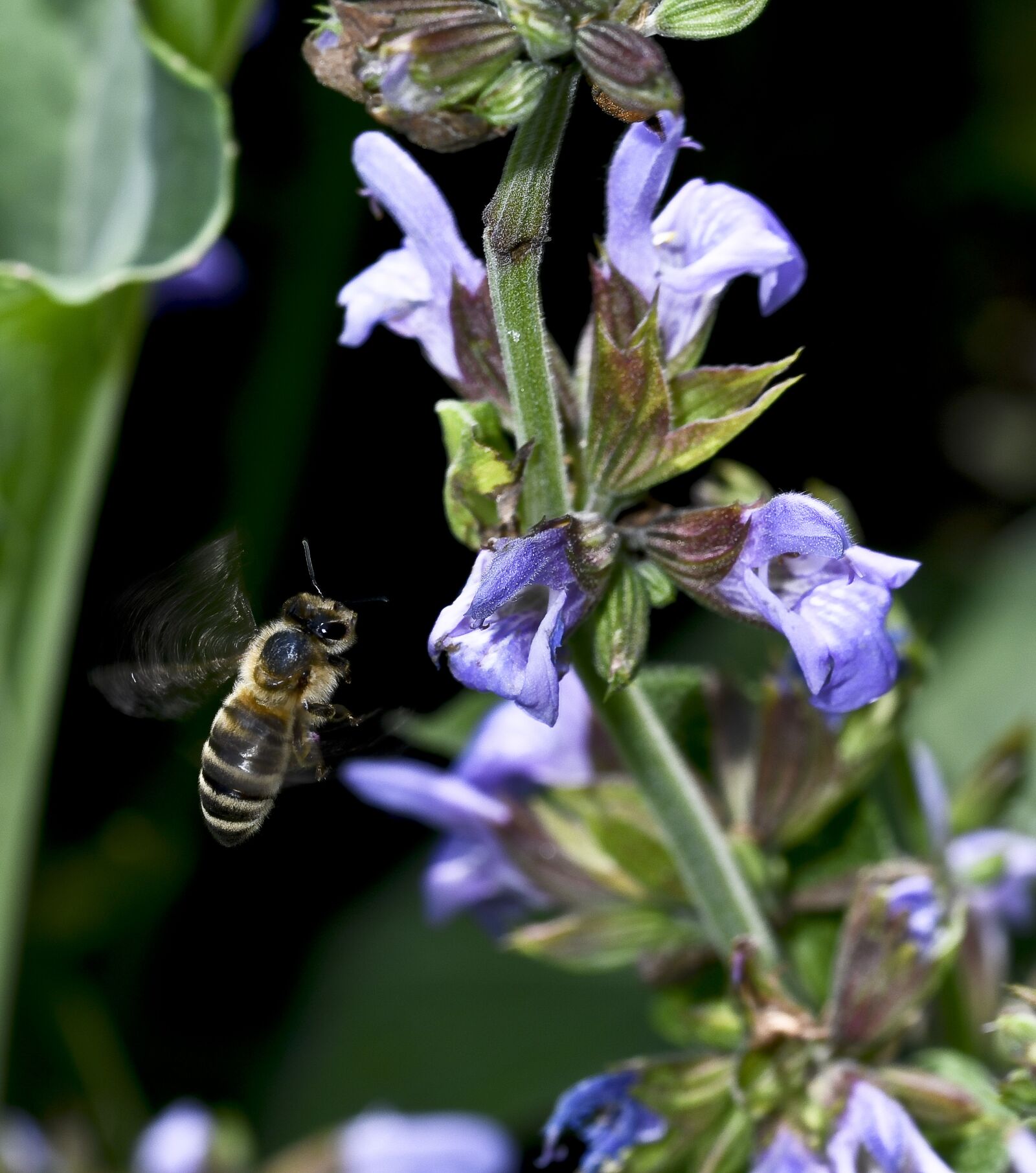 Nikon D500 sample photo. Garden, bee, nature photography