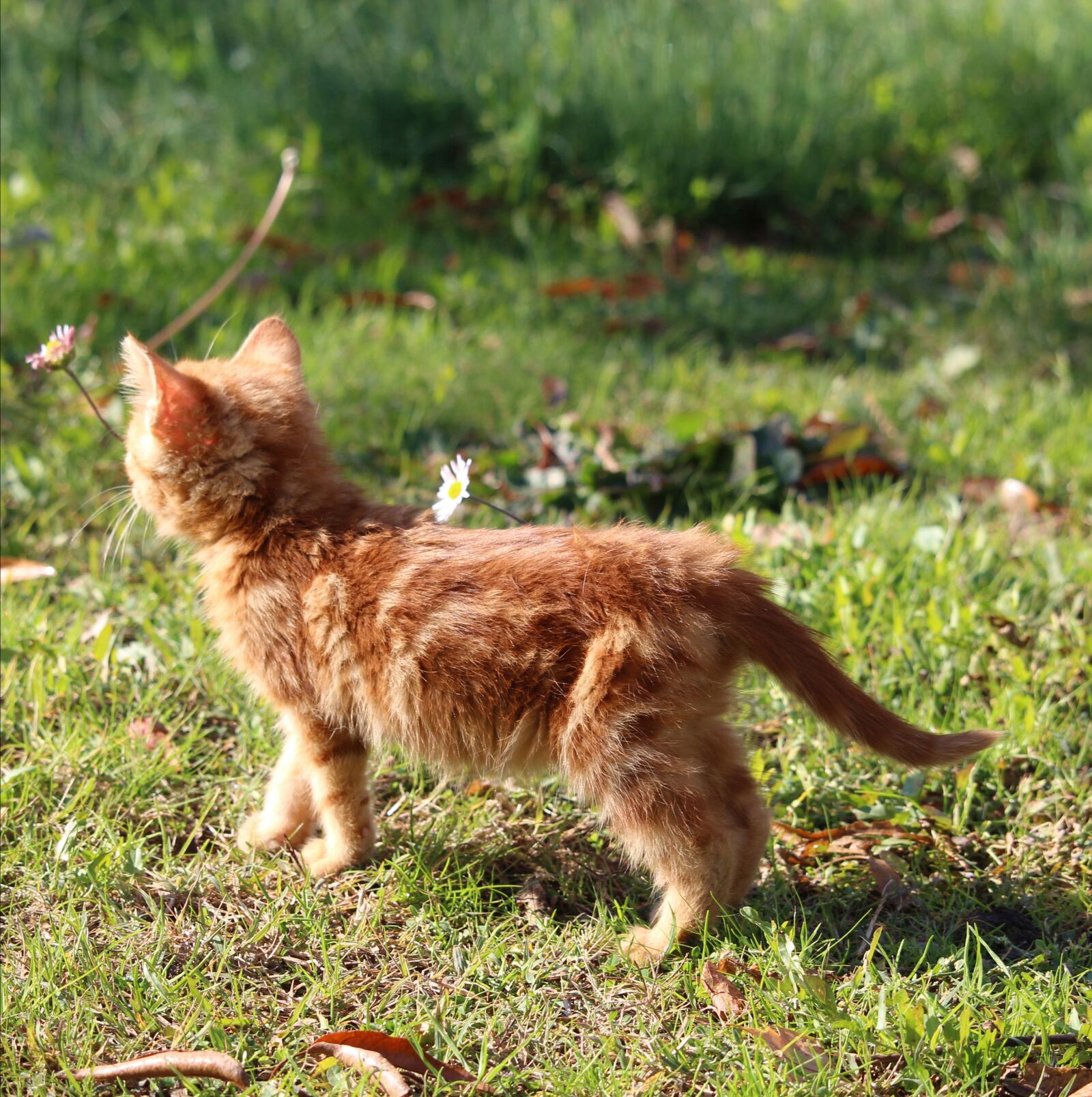 Canon EOS 700D (EOS Rebel T5i / EOS Kiss X7i) sample photo. Animal, kitten, kitty photography