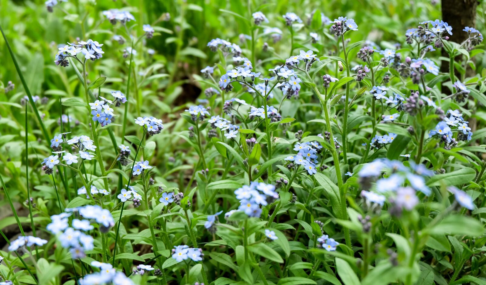 Fujifilm X-A2 + Fujifilm XC 16-50mm F3.5-5.6 OIS II sample photo. Flowers, purple, summer photography