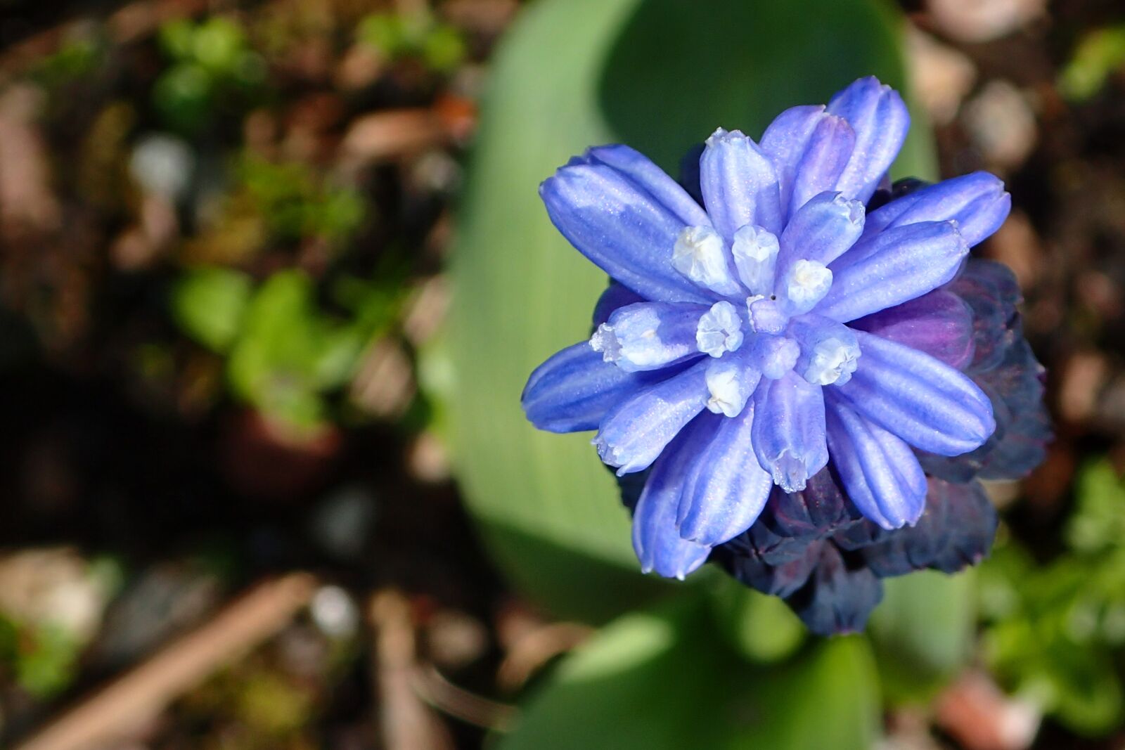 Olympus TG-3 sample photo. Flower, muscari, purple photography