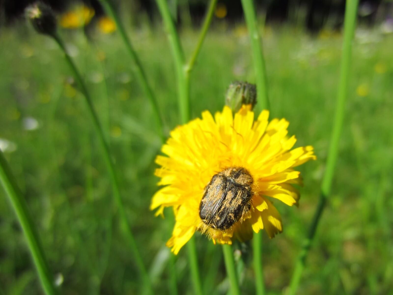 Canon PowerShot ELPH 300 HS (IXUS 220 HS / IXY 410F) sample photo. Pollen, beetle, insect photography