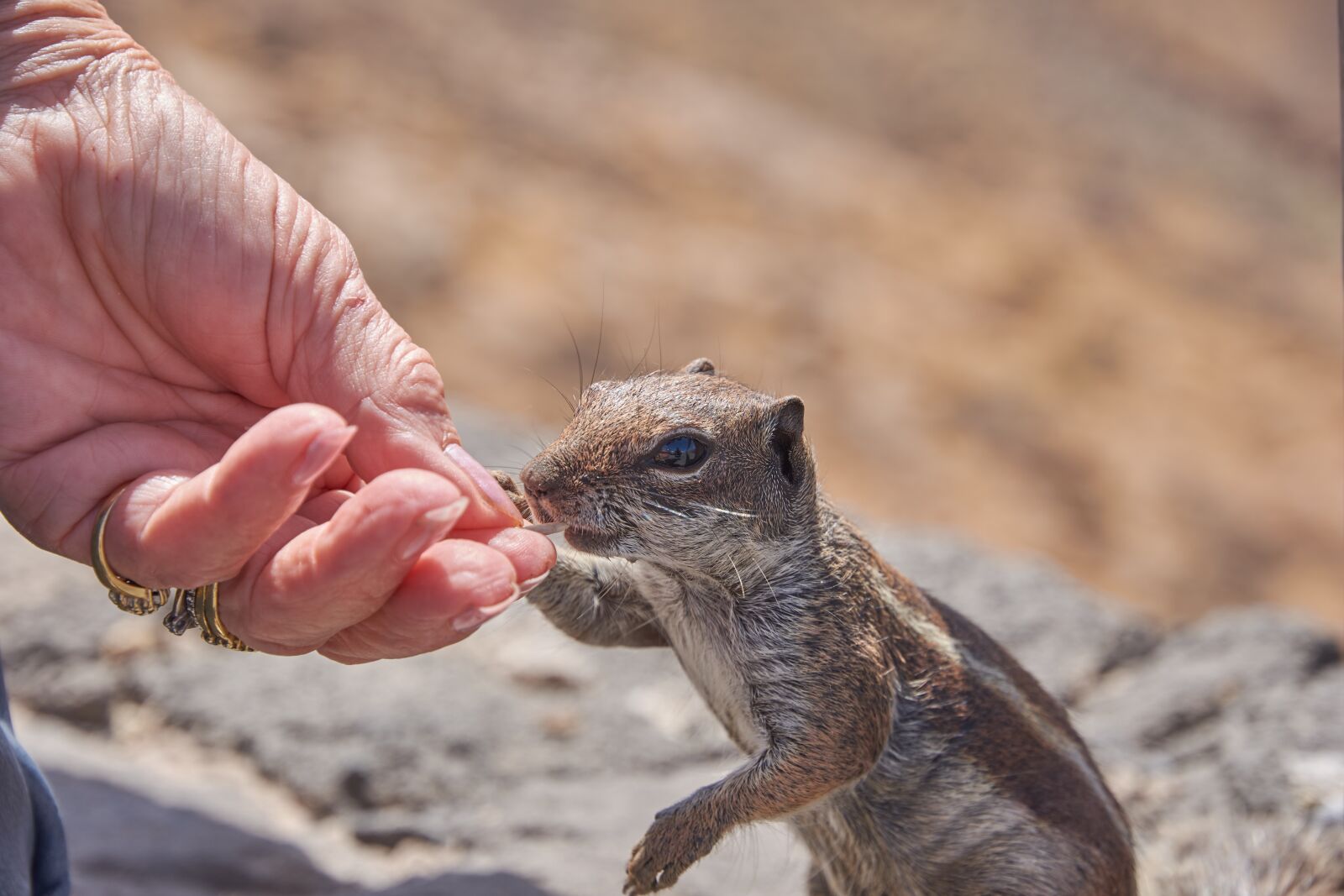 Nikon D7200 sample photo. Chipmunk, feed, eat photography