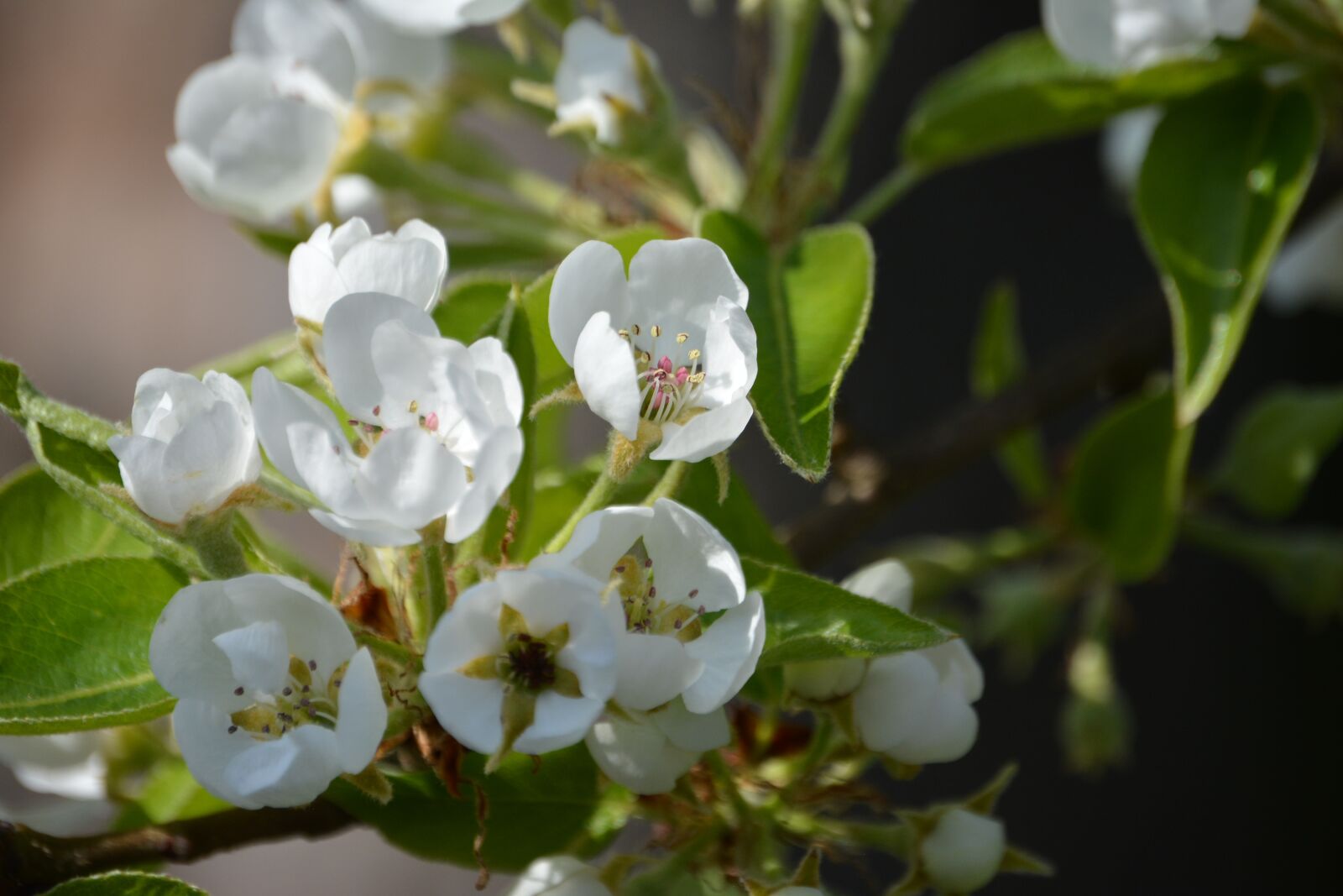 Nikon D5200 sample photo. Pear, cherry, apple photography