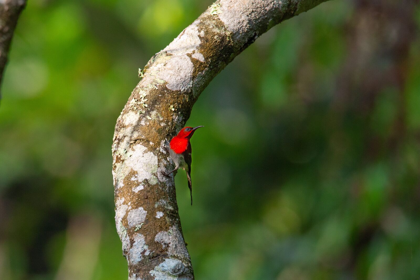 Canon EOS 5D Mark II sample photo. Wild birds, red bird photography