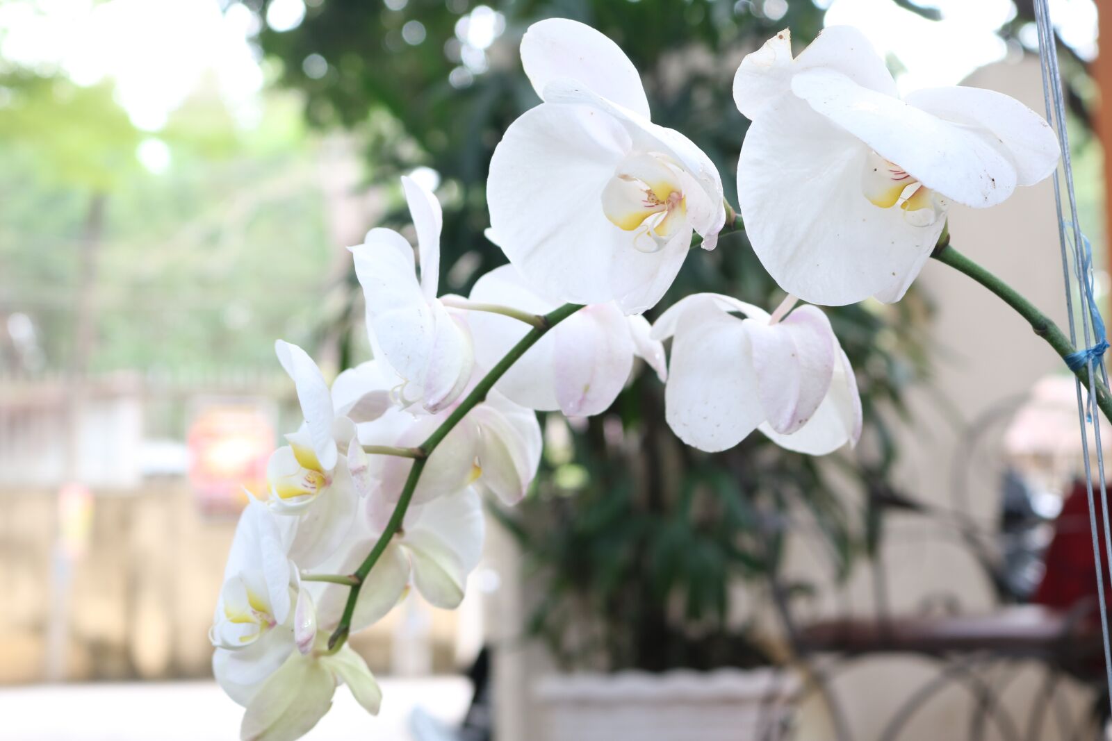 Canon EOS 750D (EOS Rebel T6i / EOS Kiss X8i) sample photo. Flower, outdoors, natural photography