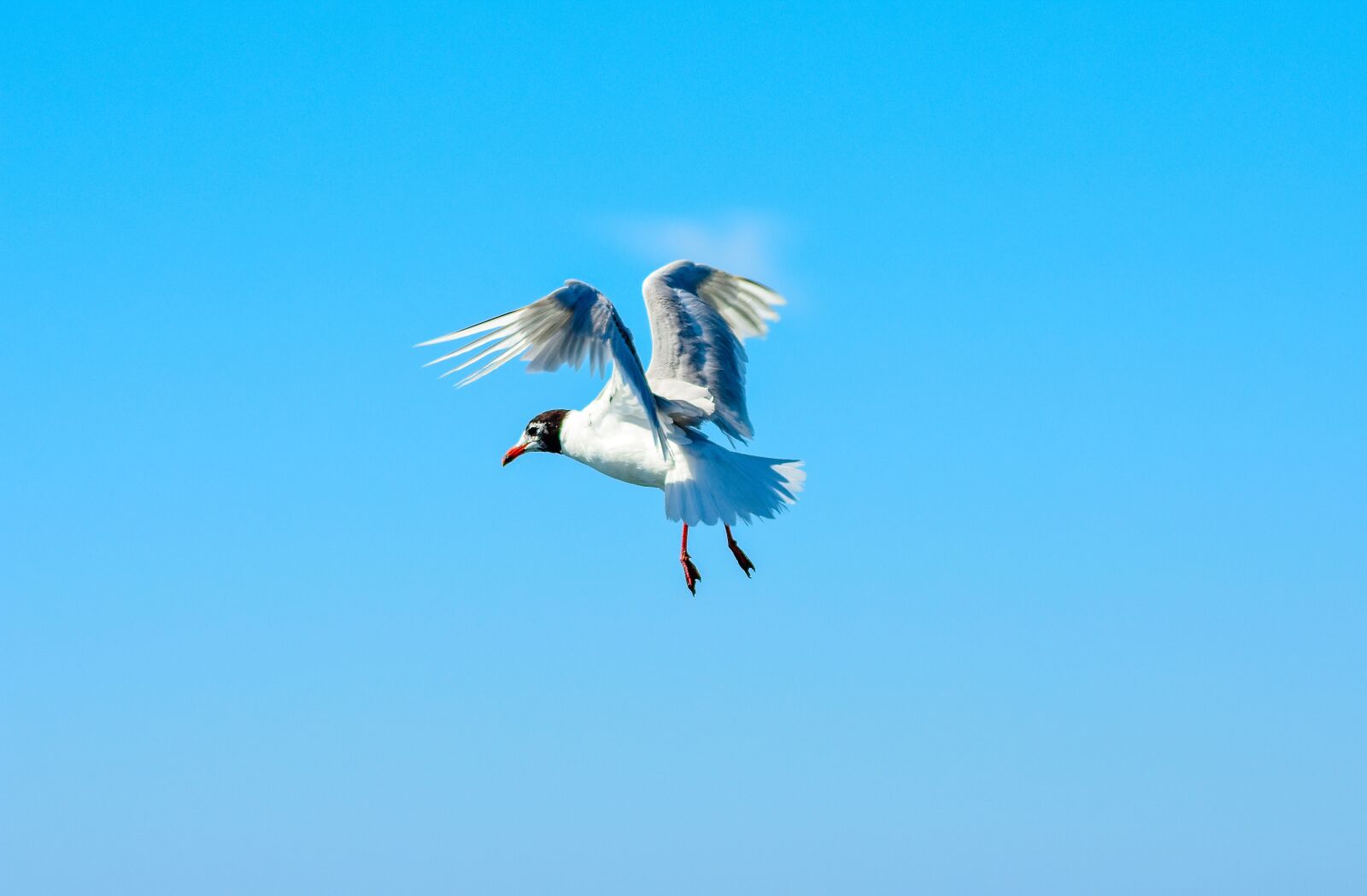 Nikon D7200 sample photo. Seagull, bird, close up photography