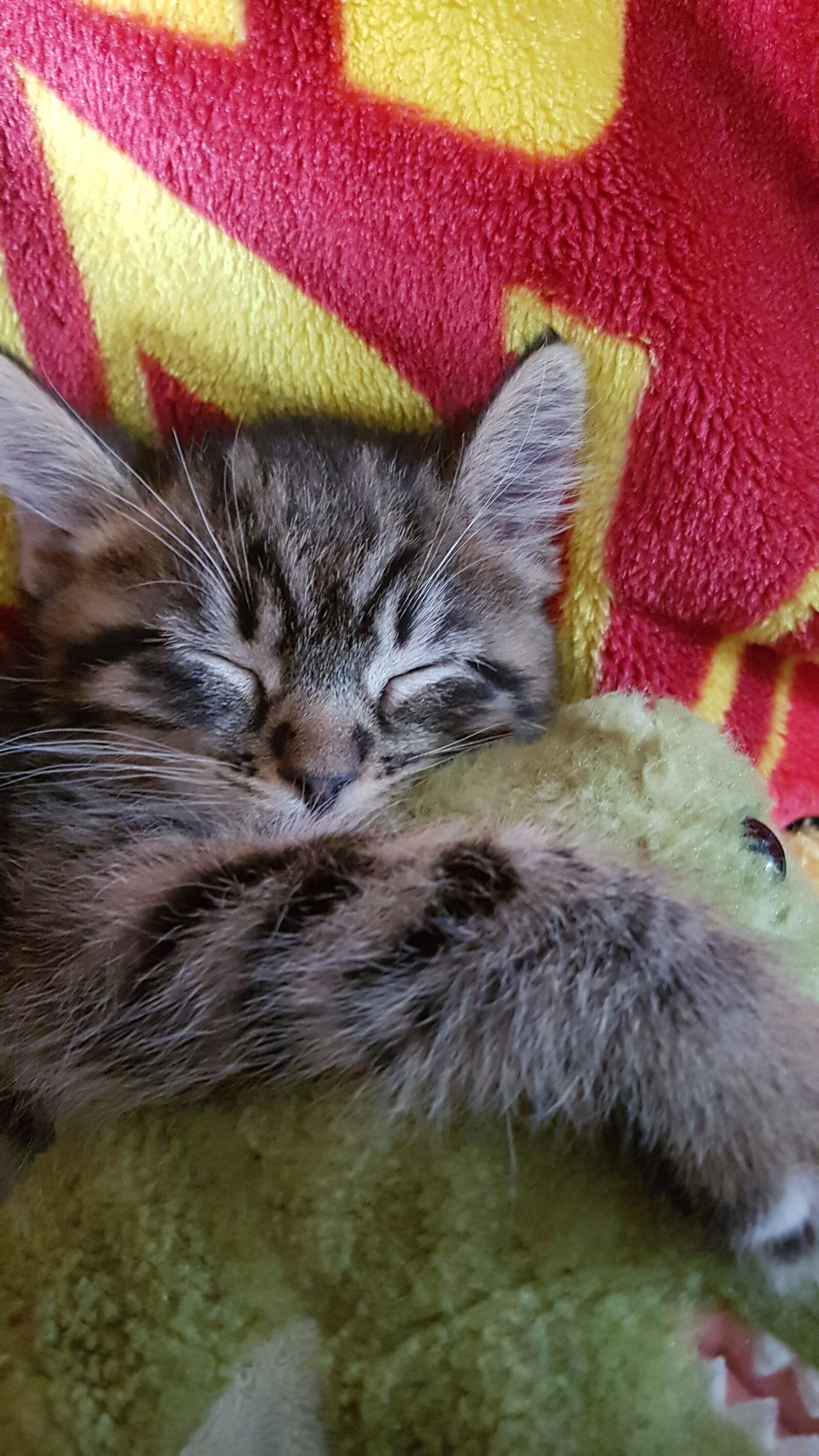 Samsung Galaxy S7 sample photo. Cat, kitten, sleep photography