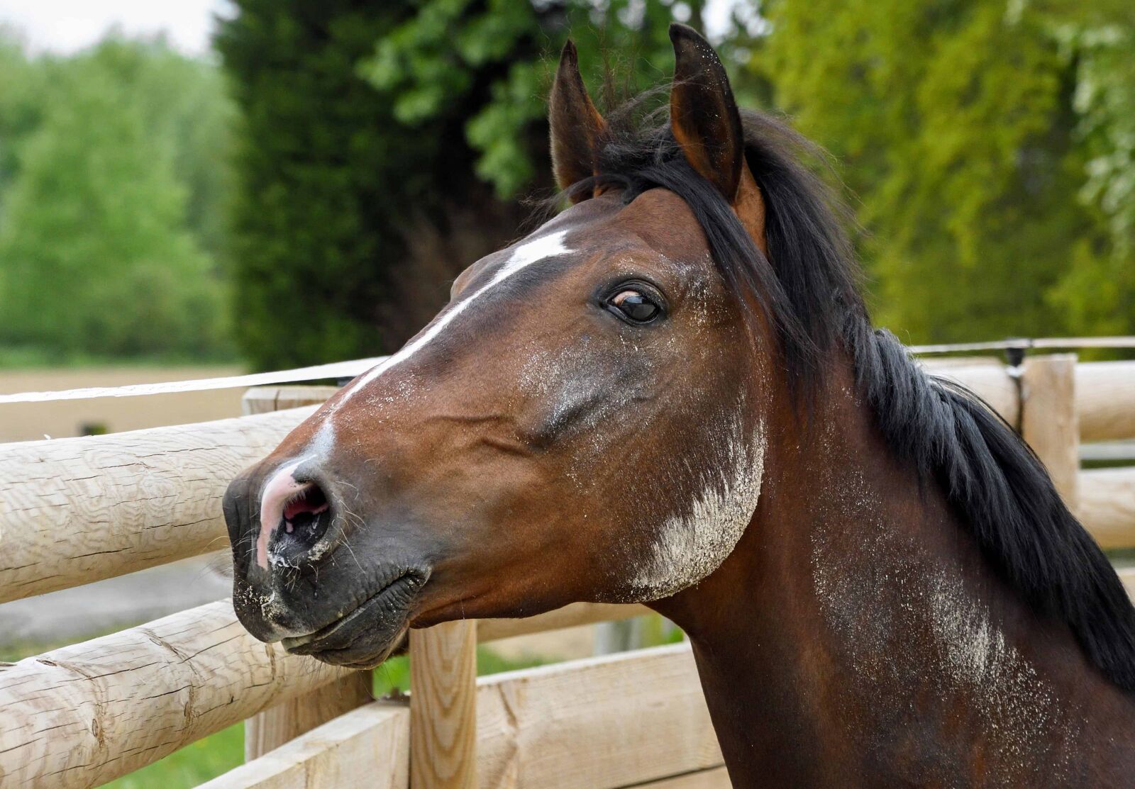 Nikon D500 sample photo. Horse, ranch, nature, animal photography