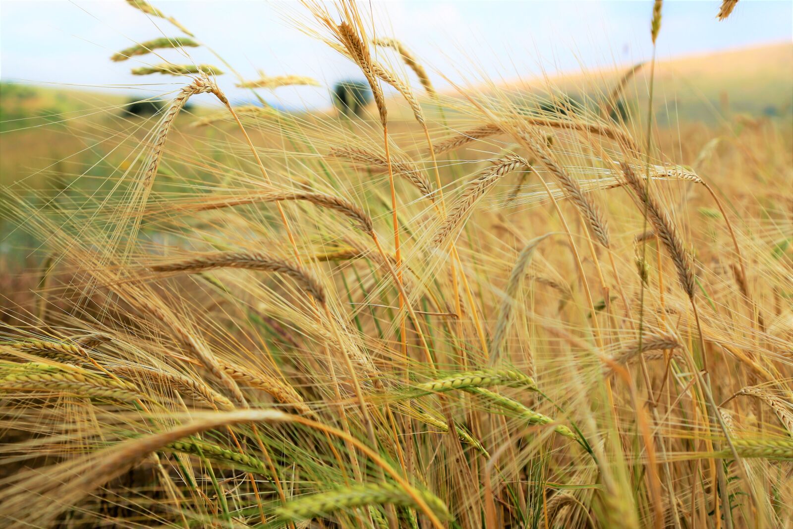 Canon EOS 5D Mark III sample photo. Spike, wheat, grain photography