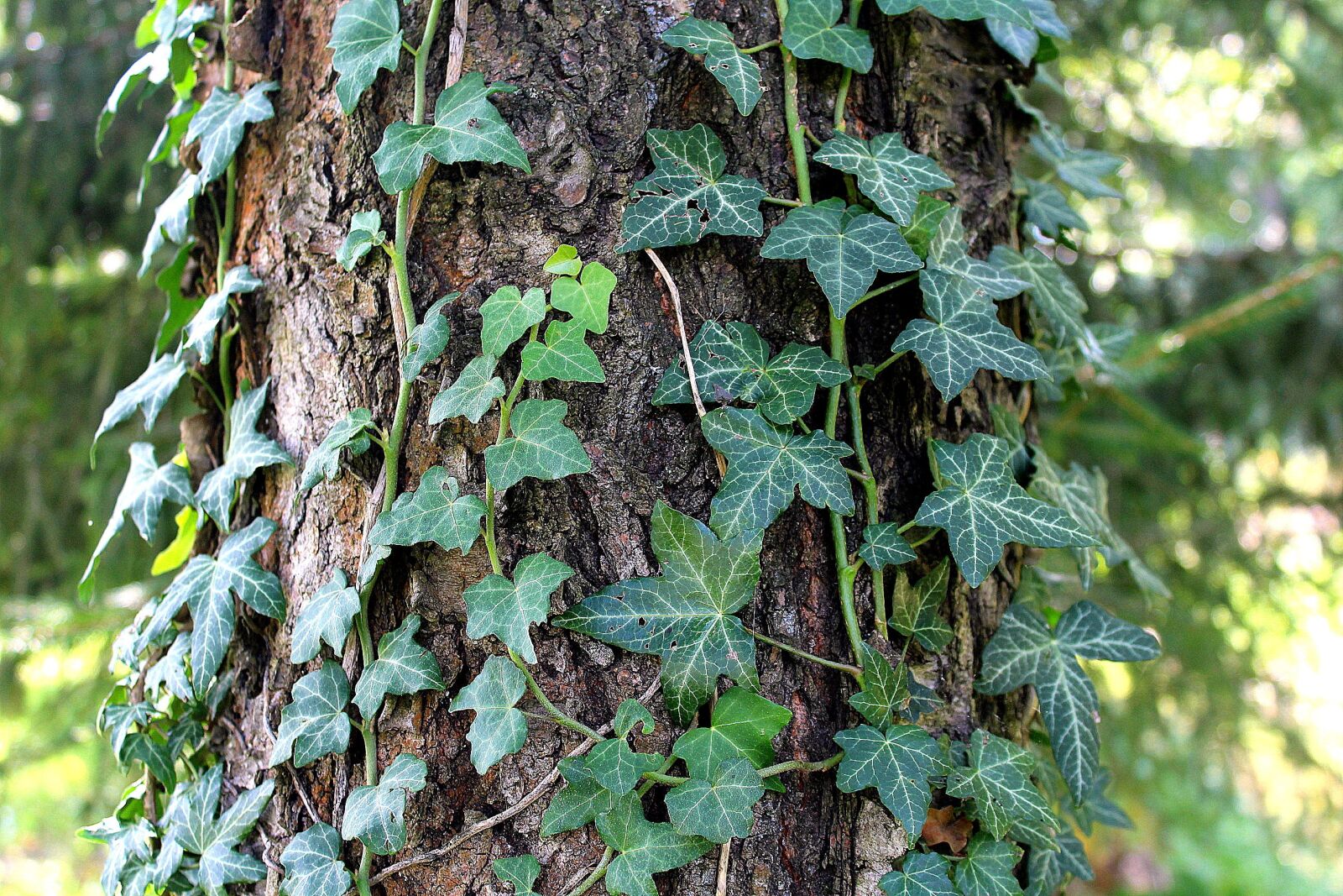 Canon EOS 1200D (EOS Rebel T5 / EOS Kiss X70 / EOS Hi) sample photo. Tree, ivy, sunny day photography