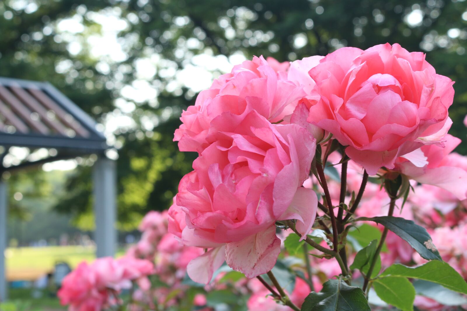 Canon EOS 70D sample photo. Flowers, park, landscape photography