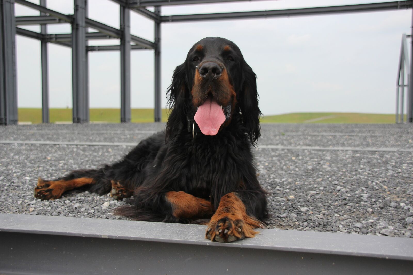 Canon EOS 600D (Rebel EOS T3i / EOS Kiss X5) sample photo. Dog, animal, setter photography