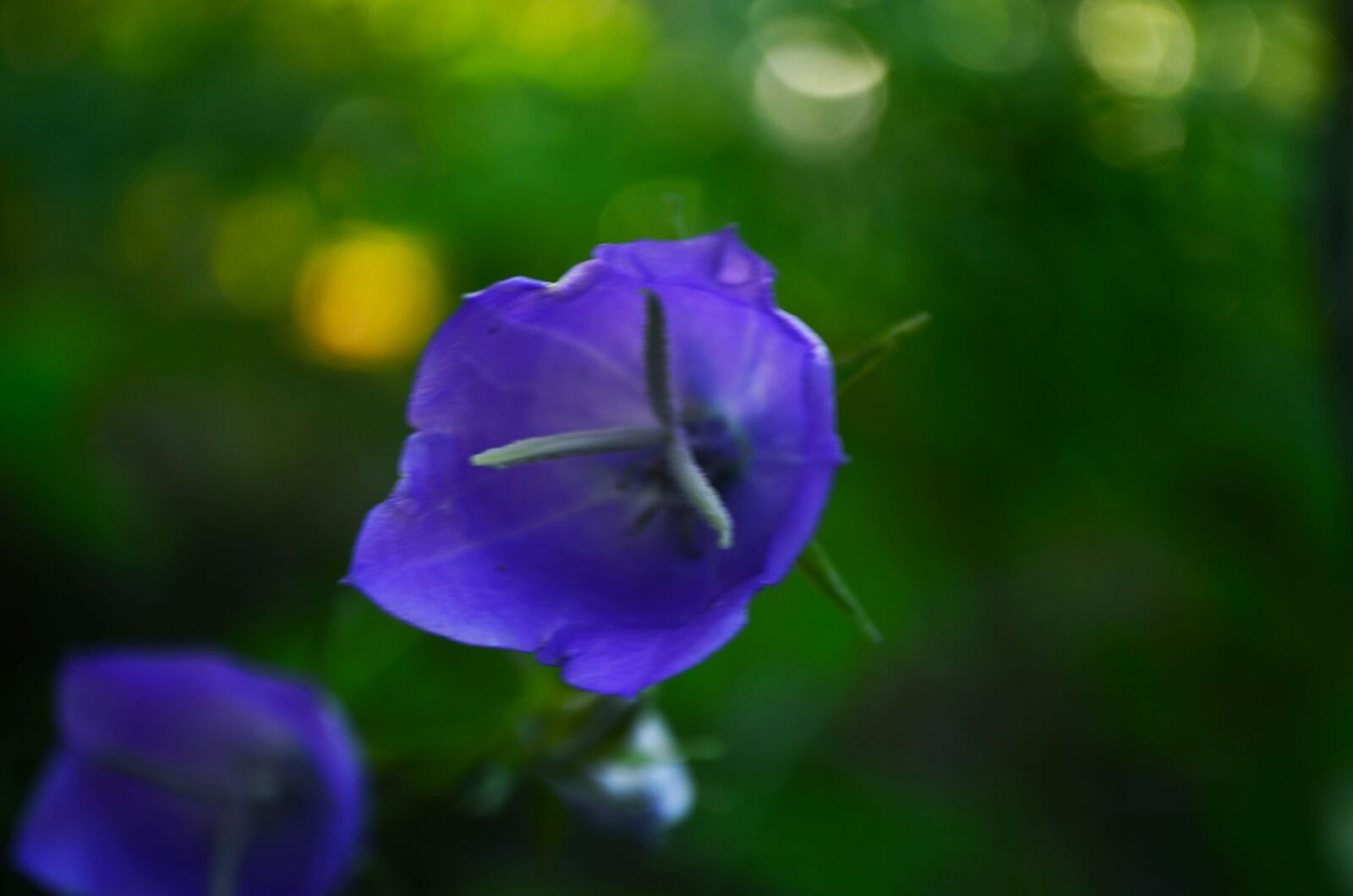 Nikon D5100 sample photo. Flower, blue, bell photography