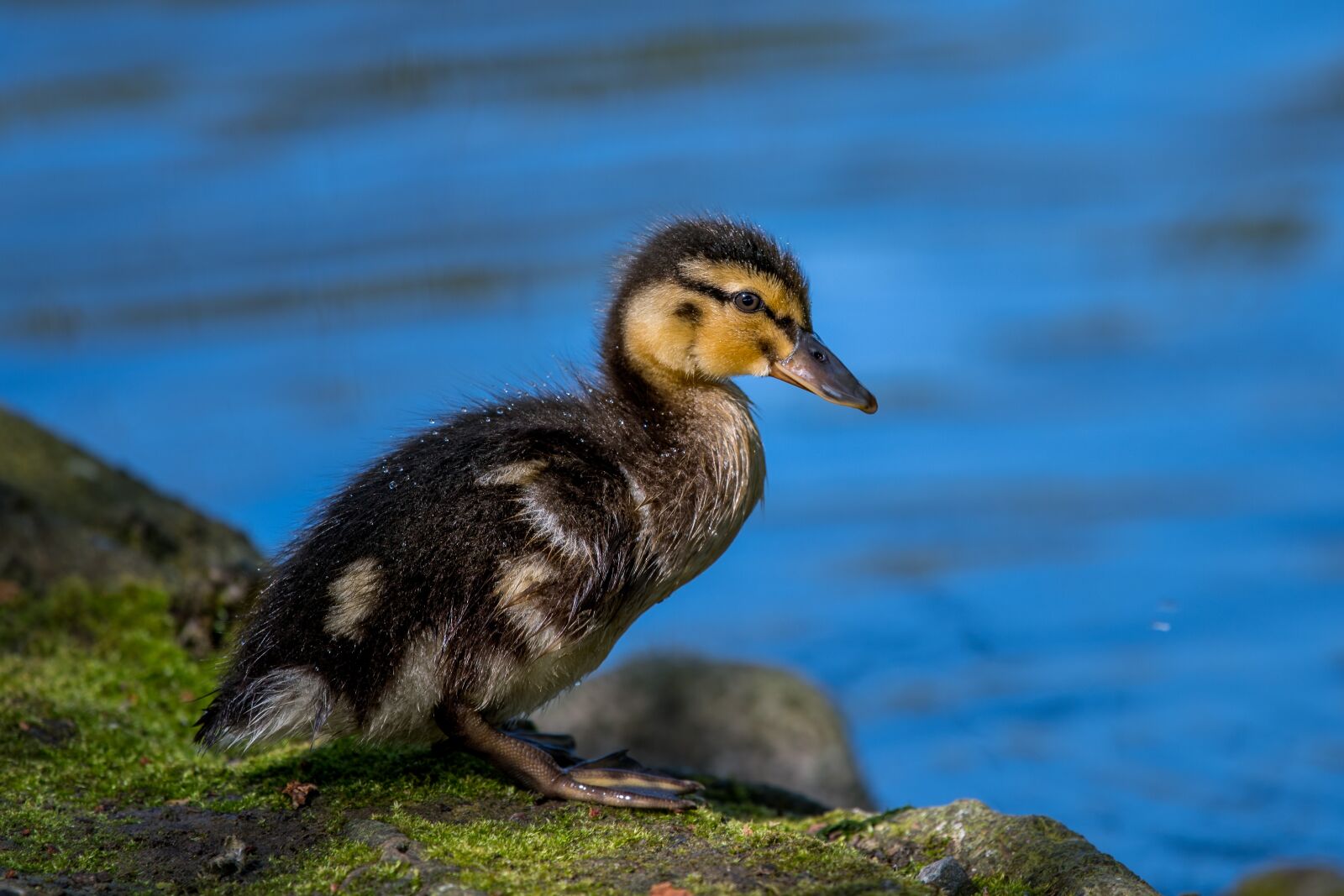 Nikon D500 sample photo. Duckling, baby, cute photography
