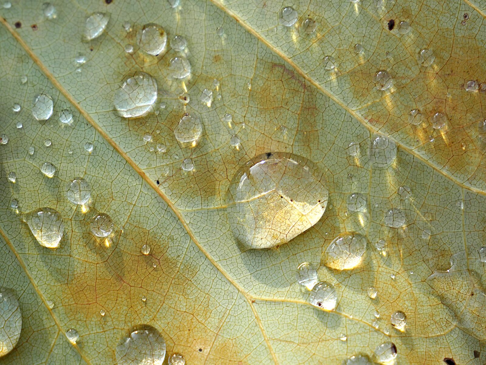 Panasonic Lumix DMC-GX8 sample photo. Leaf, drop of water photography