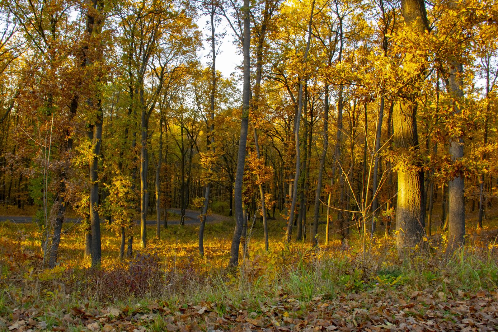 Nikon D5300 sample photo. Forest, autumn, light photography