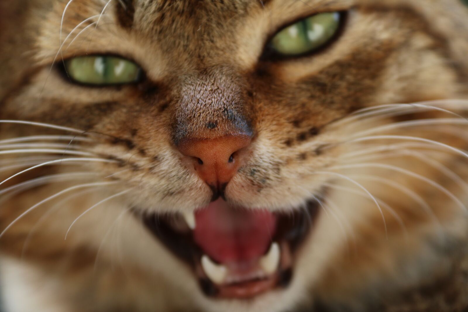 Canon EF-S 18-200mm F3.5-5.6 IS sample photo. Kitty, cat, animal photography