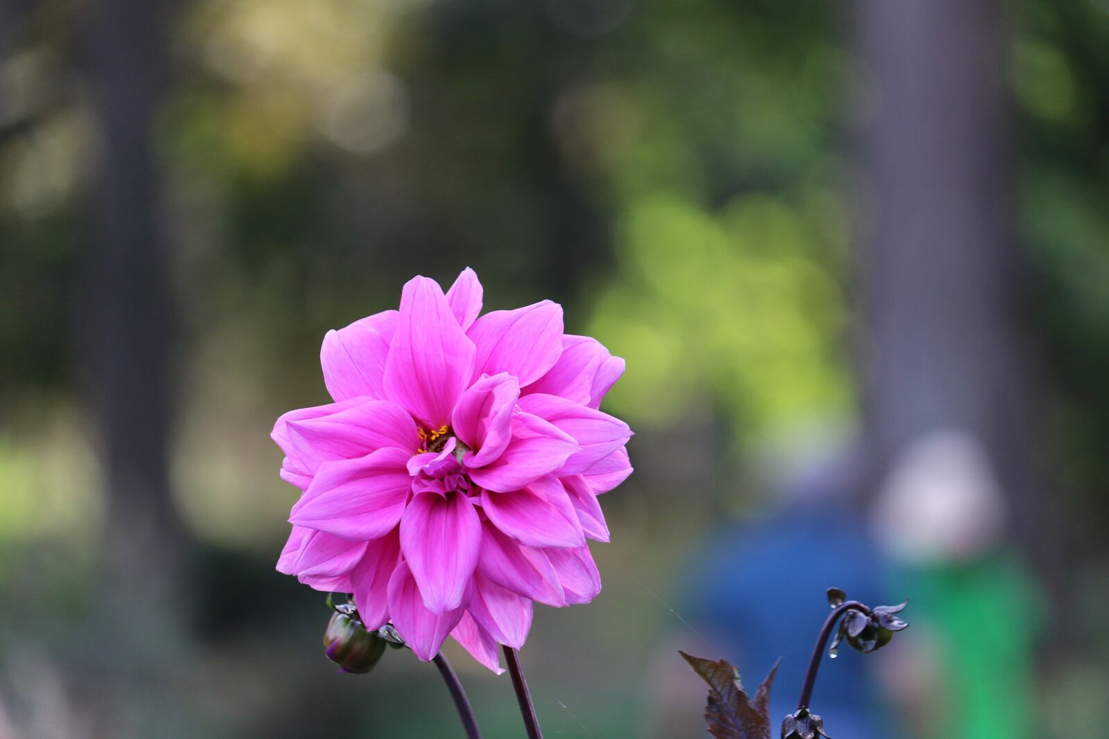 Canon EF-S 55-250mm F4-5.6 IS STM sample photo. Flower, close up, pink photography
