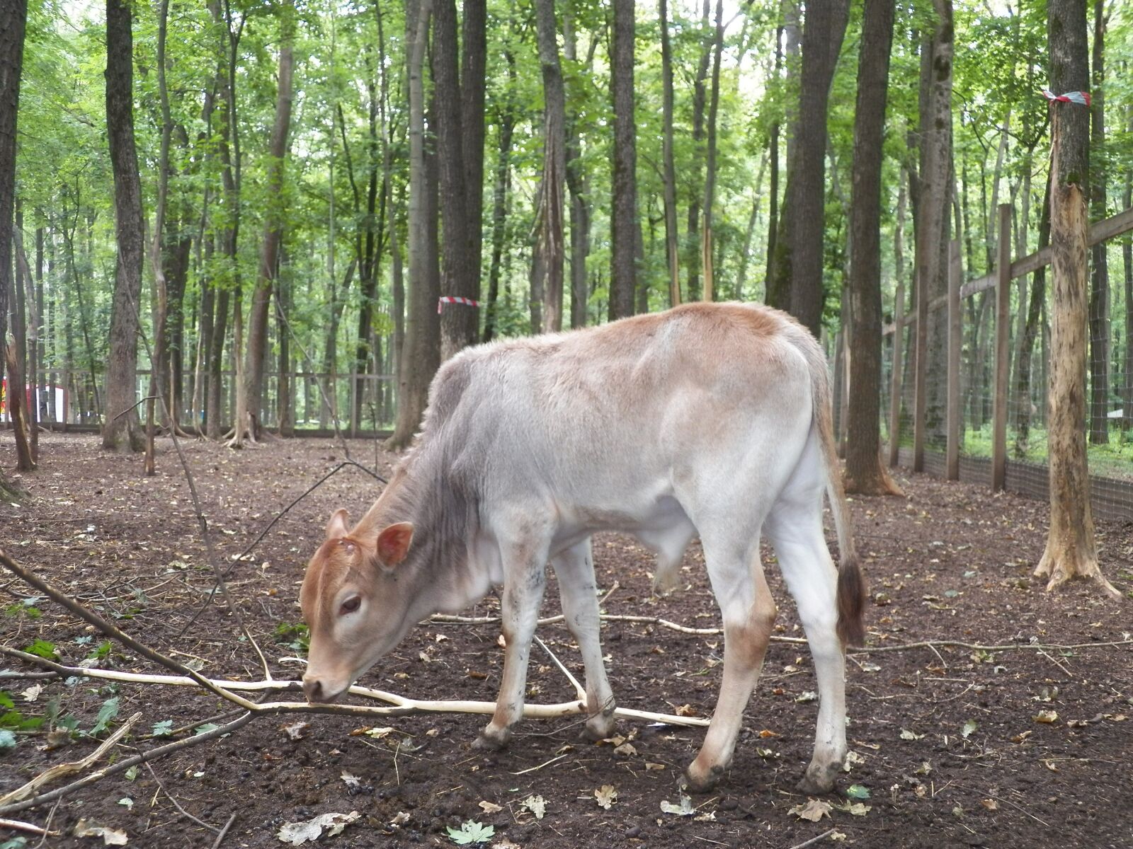 Kodak EasyShare Z990 (EasyShare Max) sample photo. Wood, nature, mammals photography
