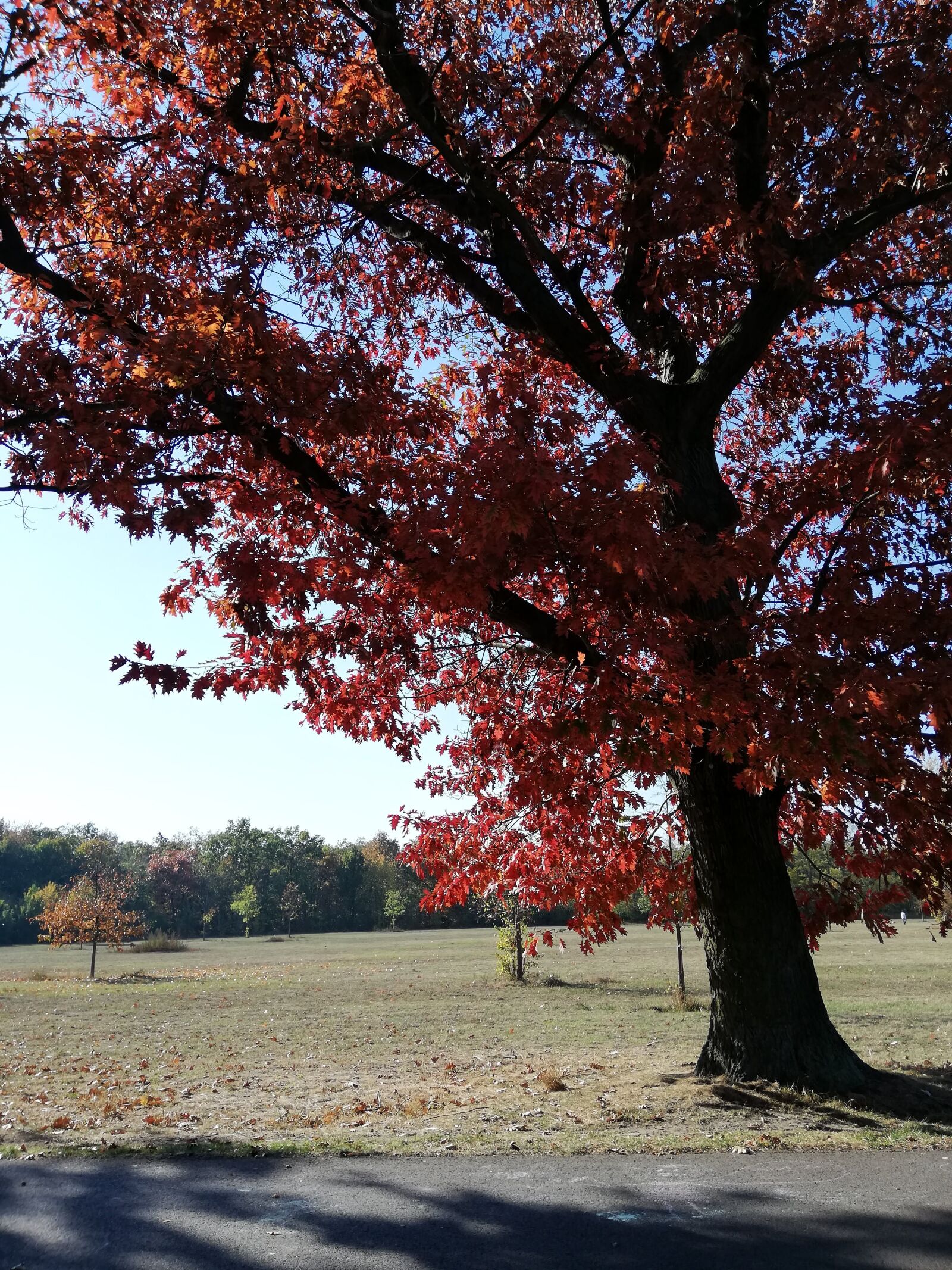 HUAWEI RNE-L21 sample photo. Baum, herbst, natur photography