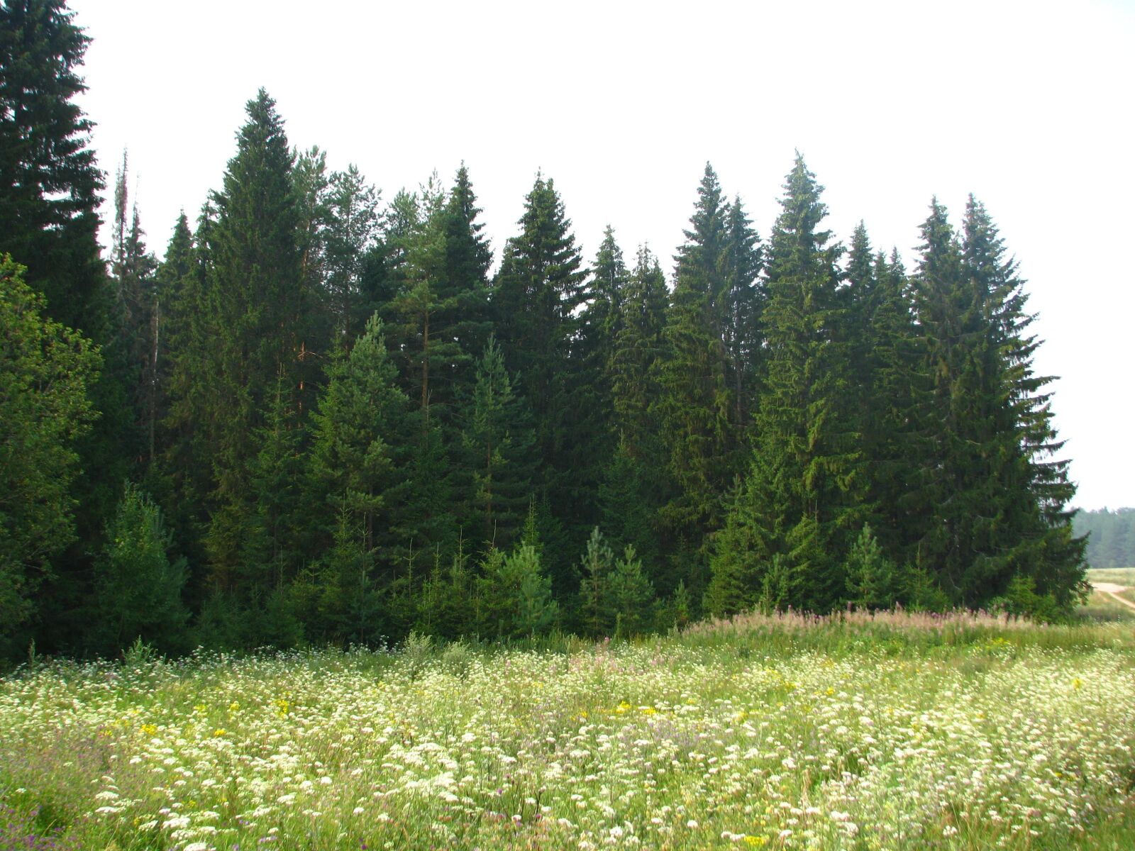 Canon POWERSHOT S5 IS sample photo. Field, meadow, grass photography