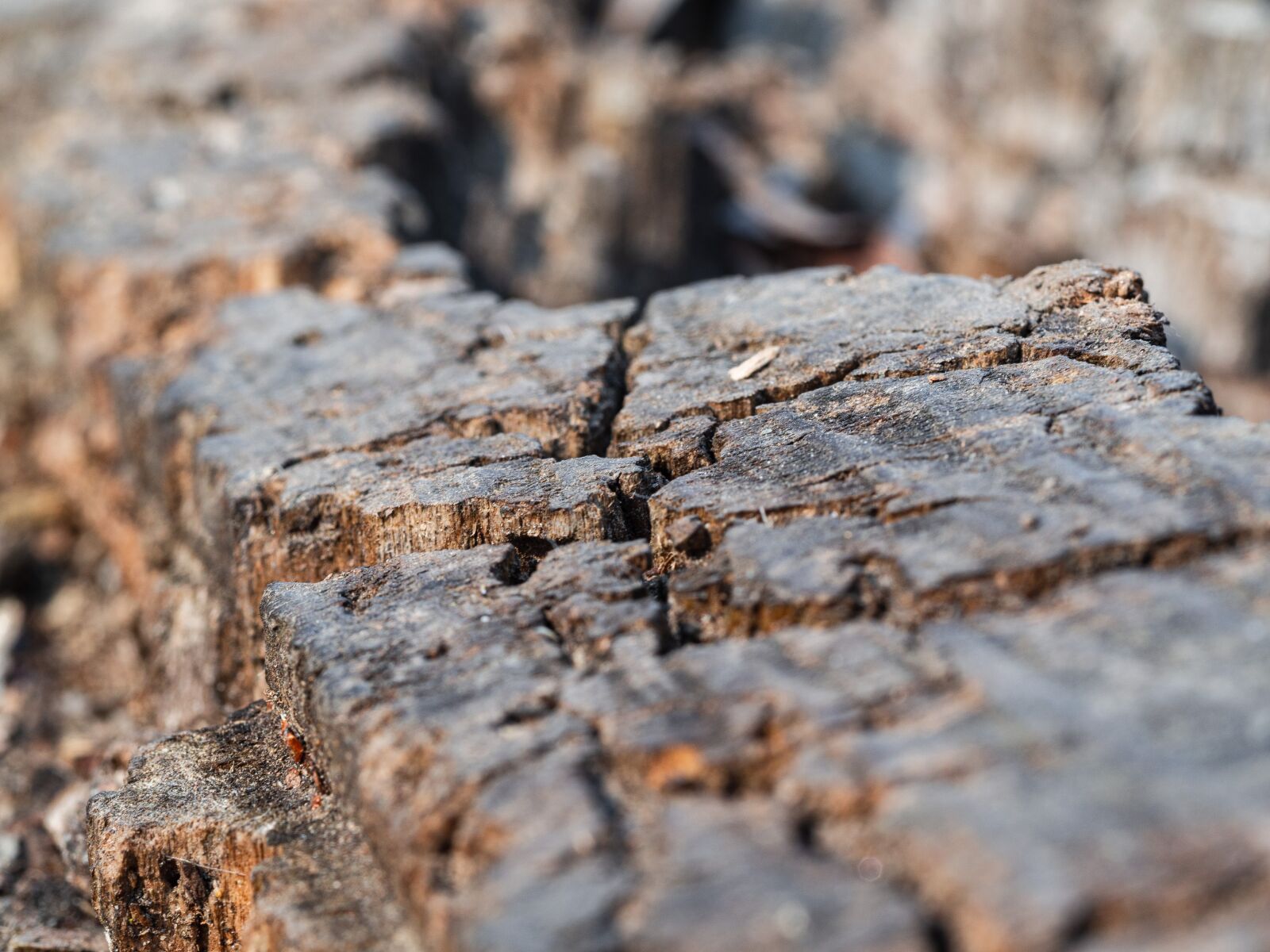 Olympus OM-D E-M10 III sample photo. Wood, stump, rotten photography