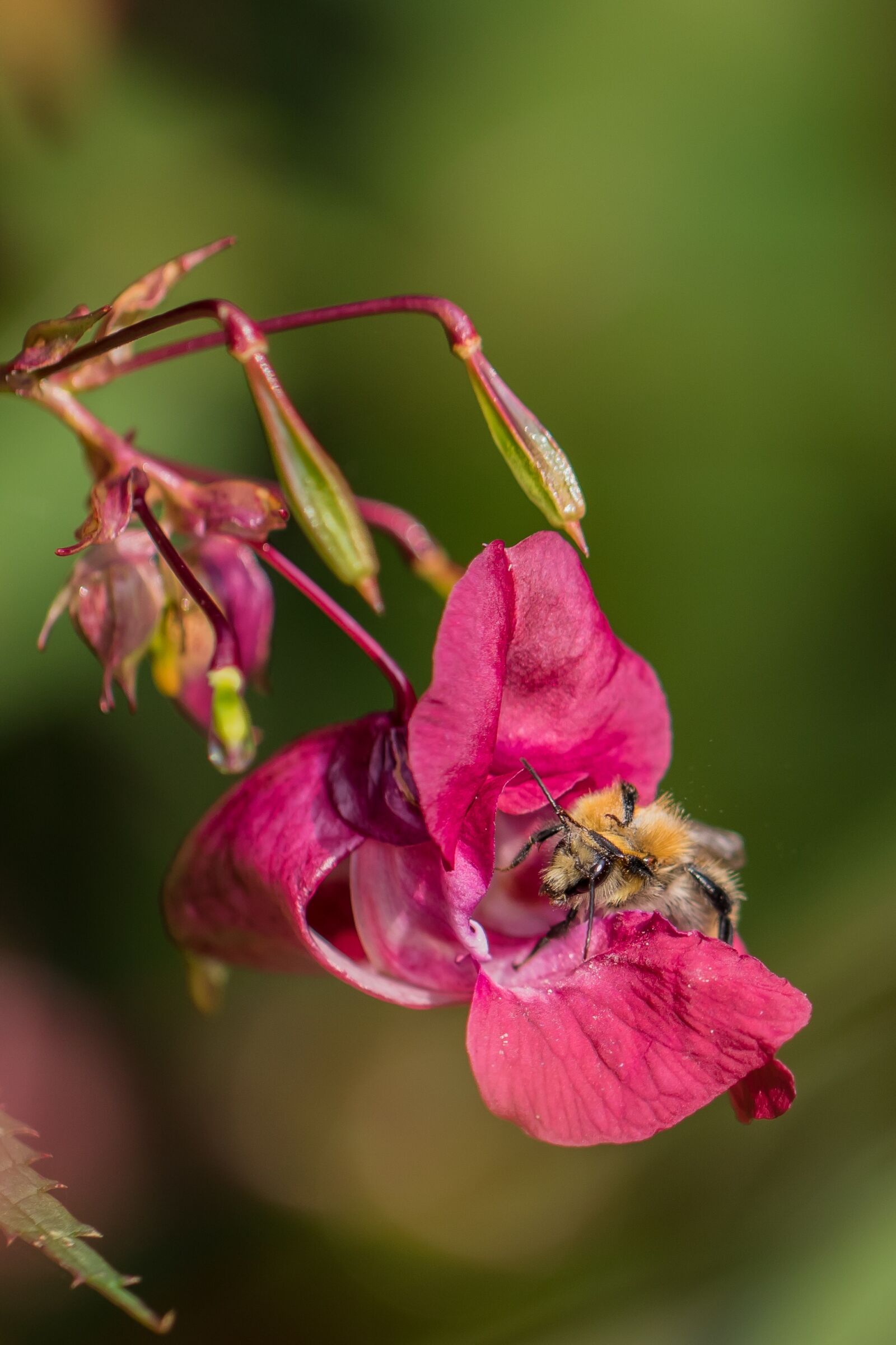 Canon EOS 7D Mark II sample photo. Balsam, bee, nectar photography