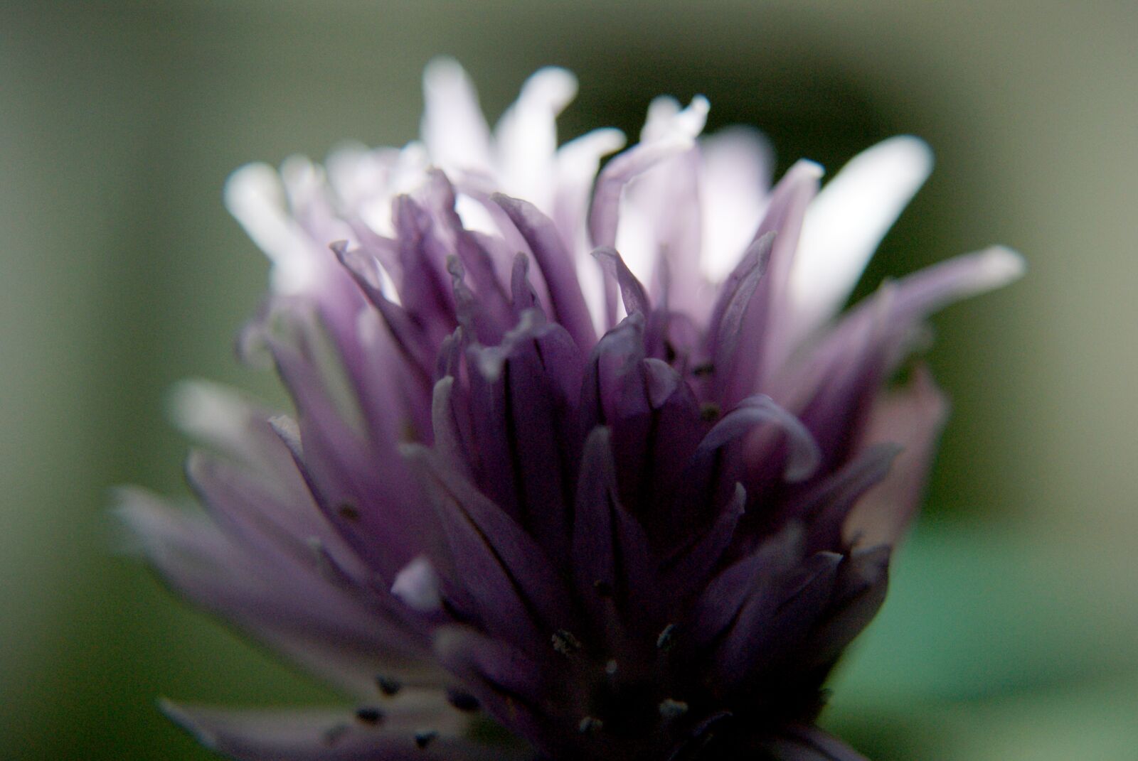 Sony Alpha DSLR-A300 sample photo. Flower, petals, nature photography