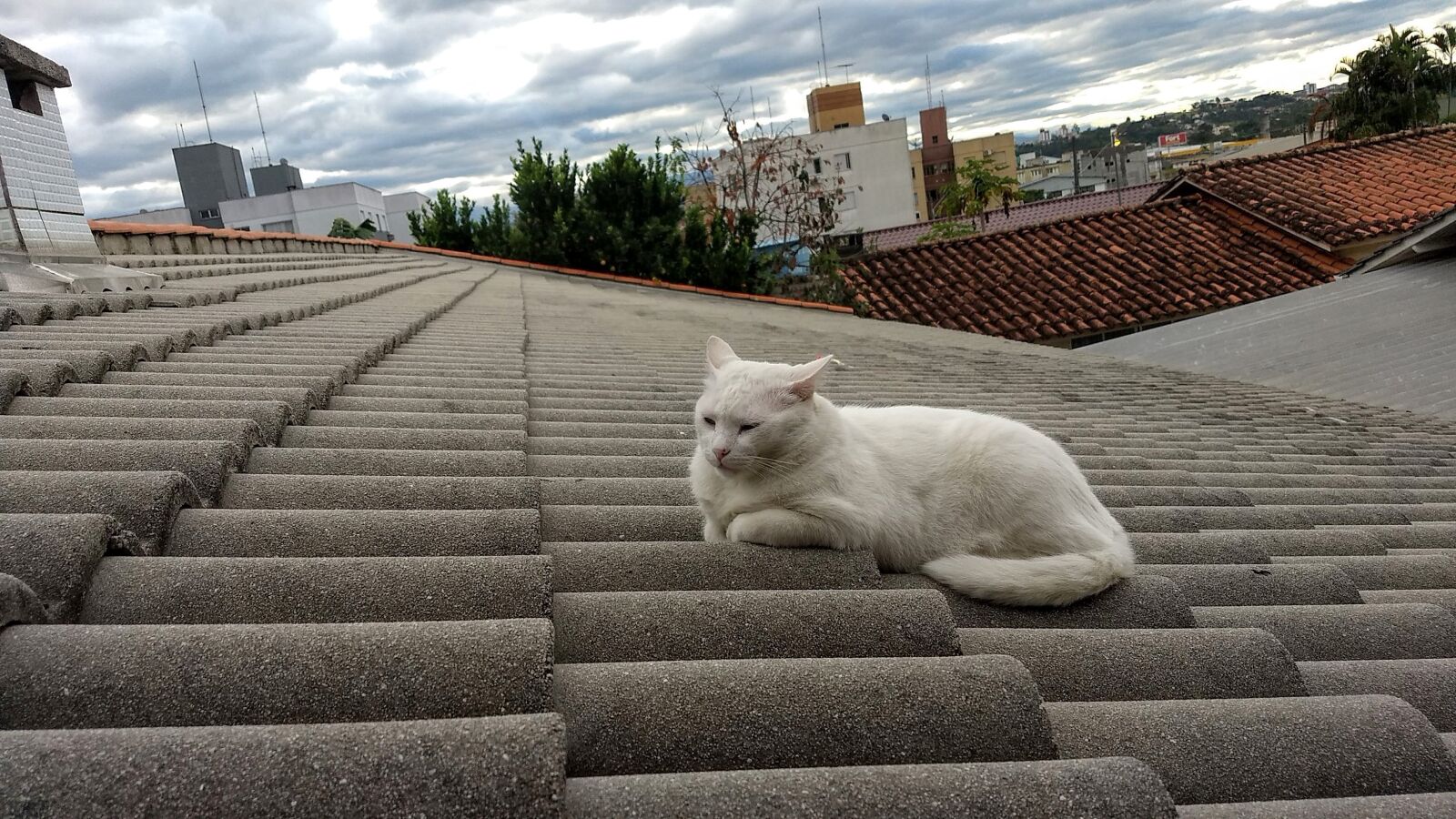 Motorola Moto G (5) Plus sample photo. Roof, white cat, feline photography