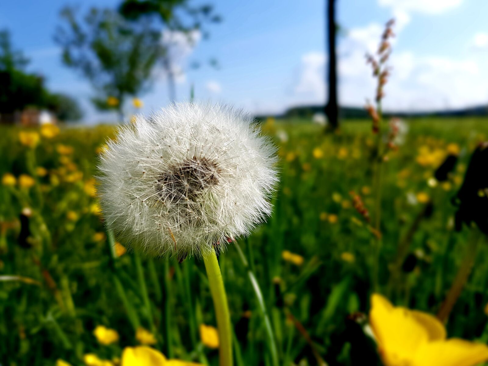 Samsung Galaxy S7 Edge sample photo. Dandelion, meadow, green photography
