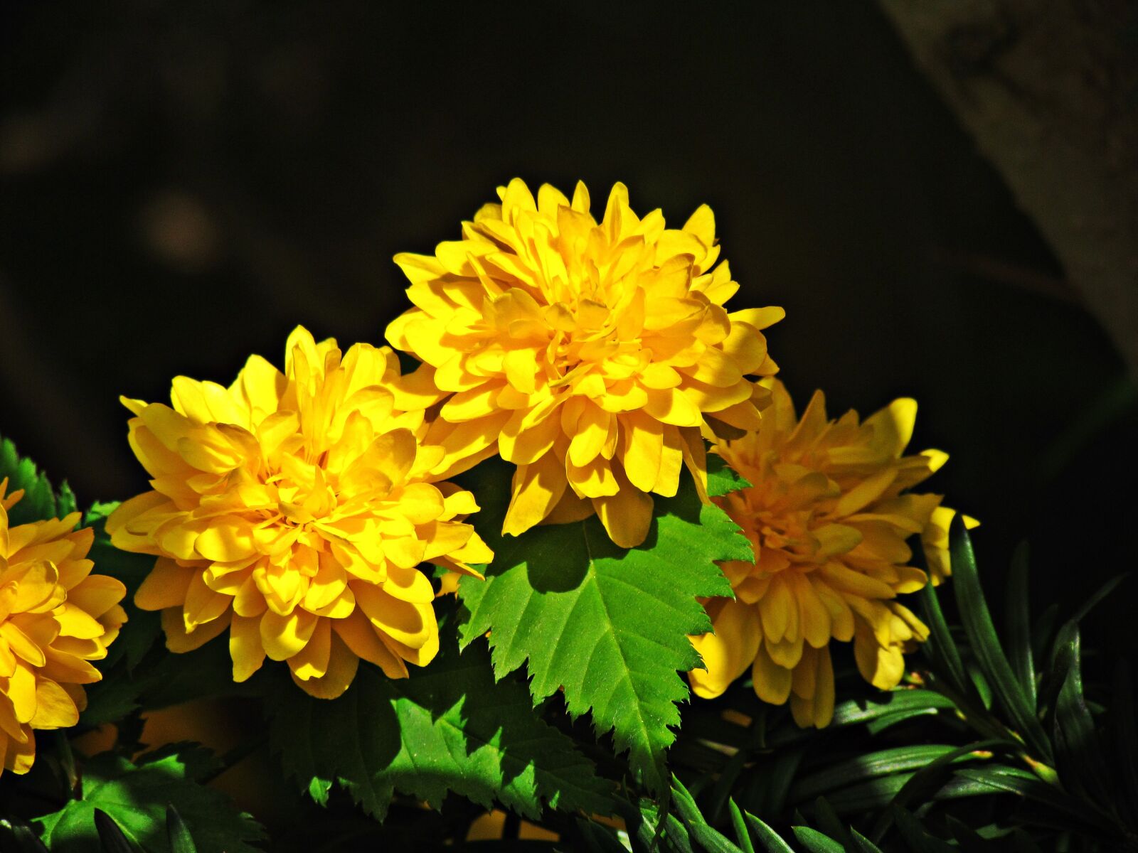 Canon PowerShot SX30 IS sample photo. Flowers, little flowers, flower photography