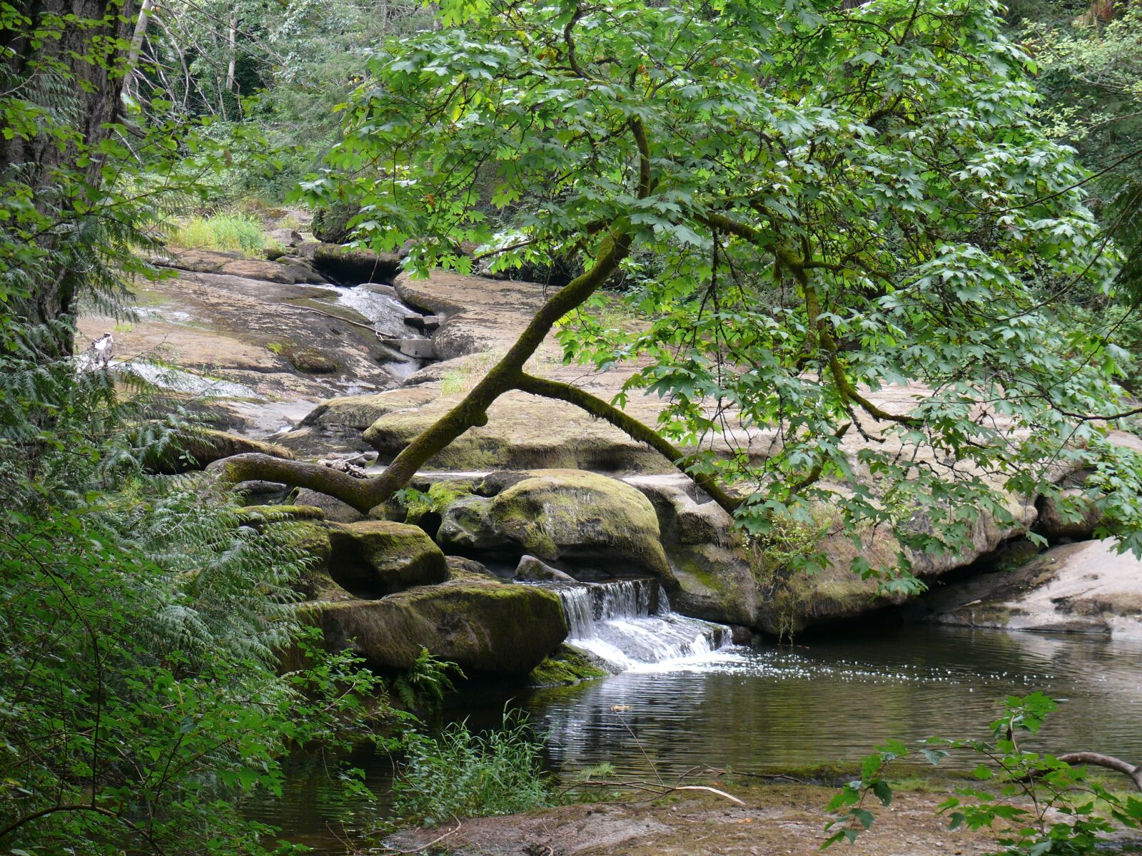 Panasonic DMC-FZ50 sample photo. Waterfall, creek, forest photography