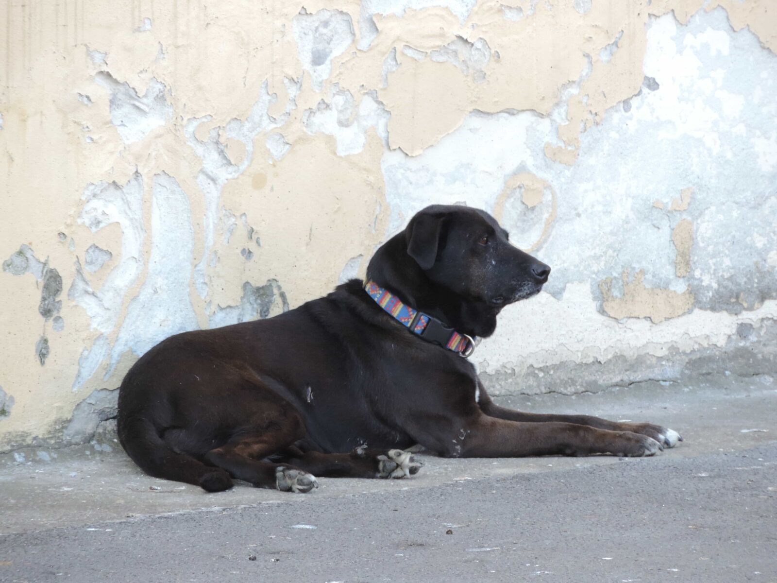 Nikon Coolpix P520 sample photo. Canine, hunting dog, dog photography