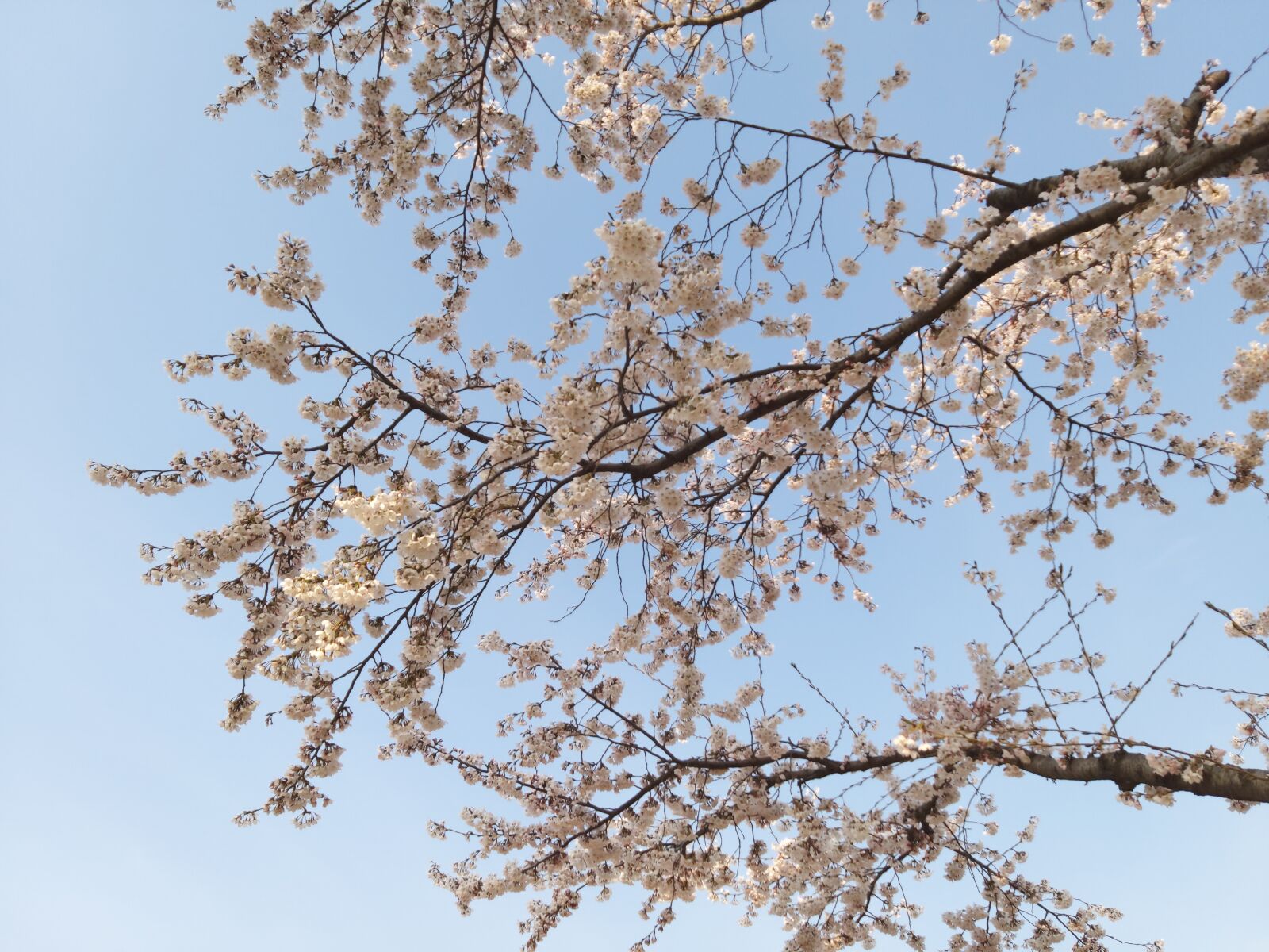 Samsung Galaxy A9 Pro sample photo. 벗꽃, 꽃, 4월 photography