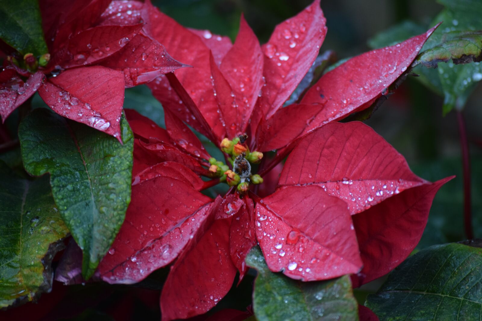Nikon D3300 sample photo. Flower, poinsettia, garden photography