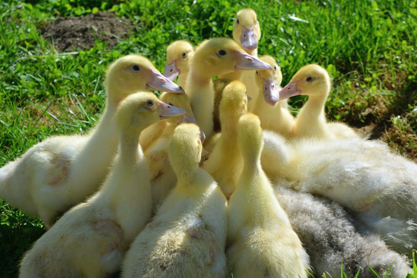 Nikon D5200 sample photo. Ducks, young, village photography