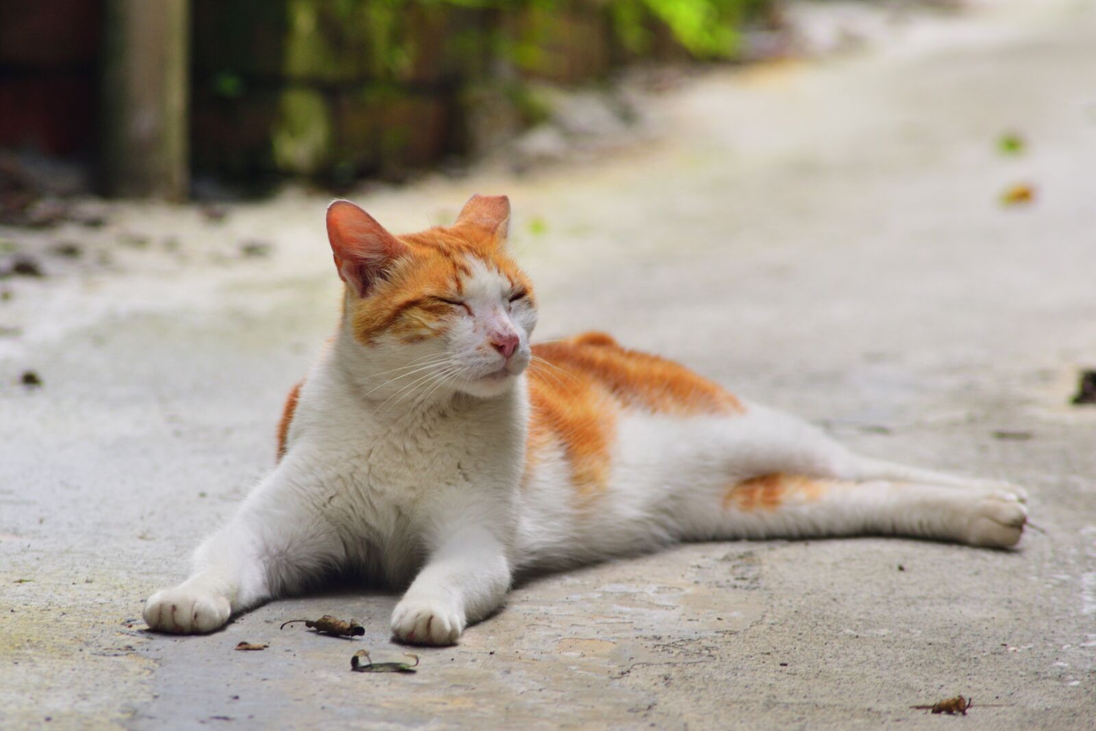 Nikon D750 sample photo. Animal, cute, nature photography