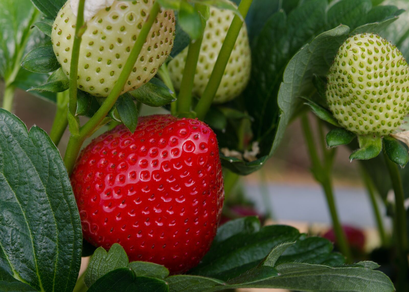 Nikon D7000 sample photo. Strawberry, strawberries, fruit photography